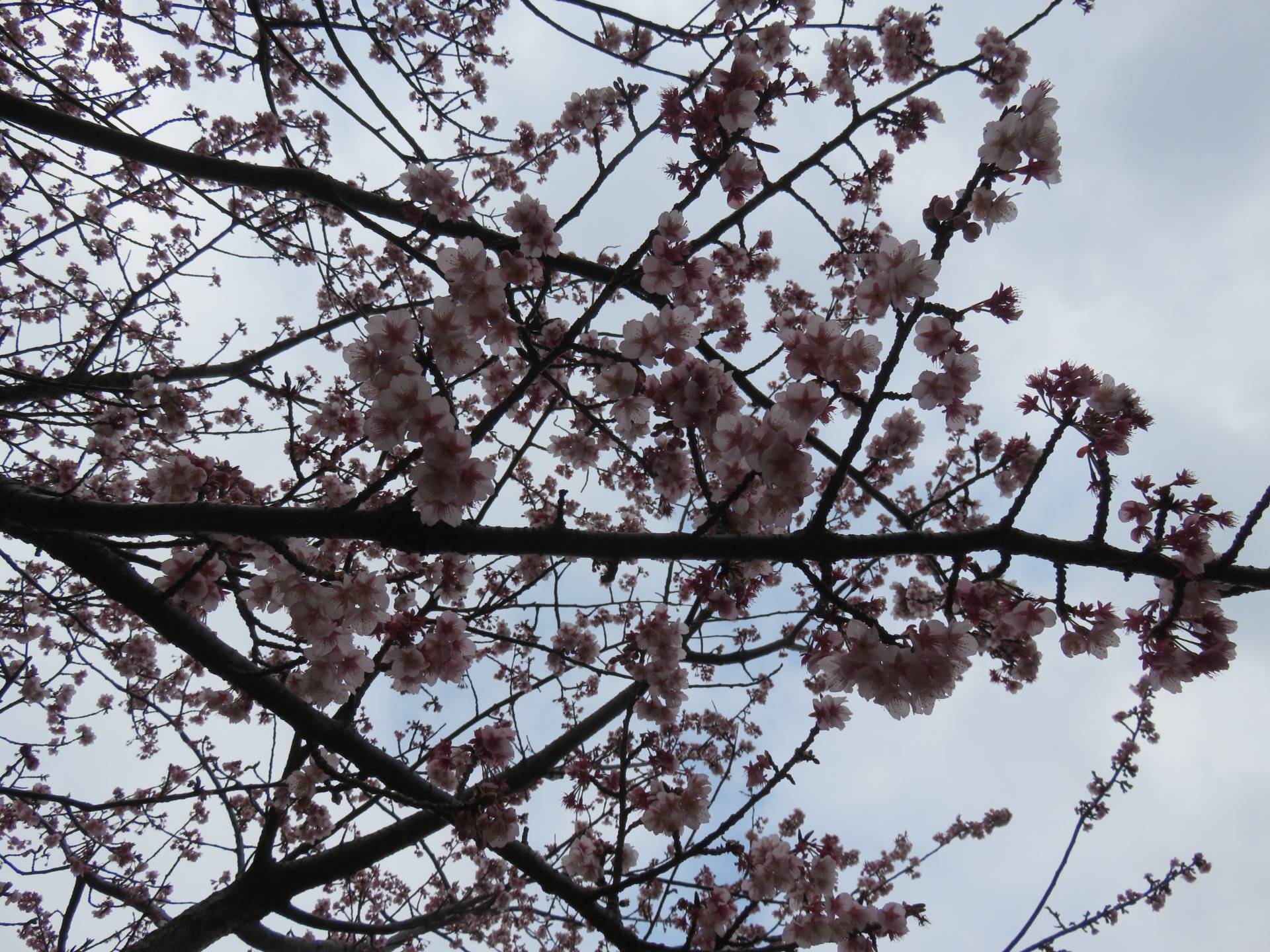 Early Cherry Blossoms in Atami.