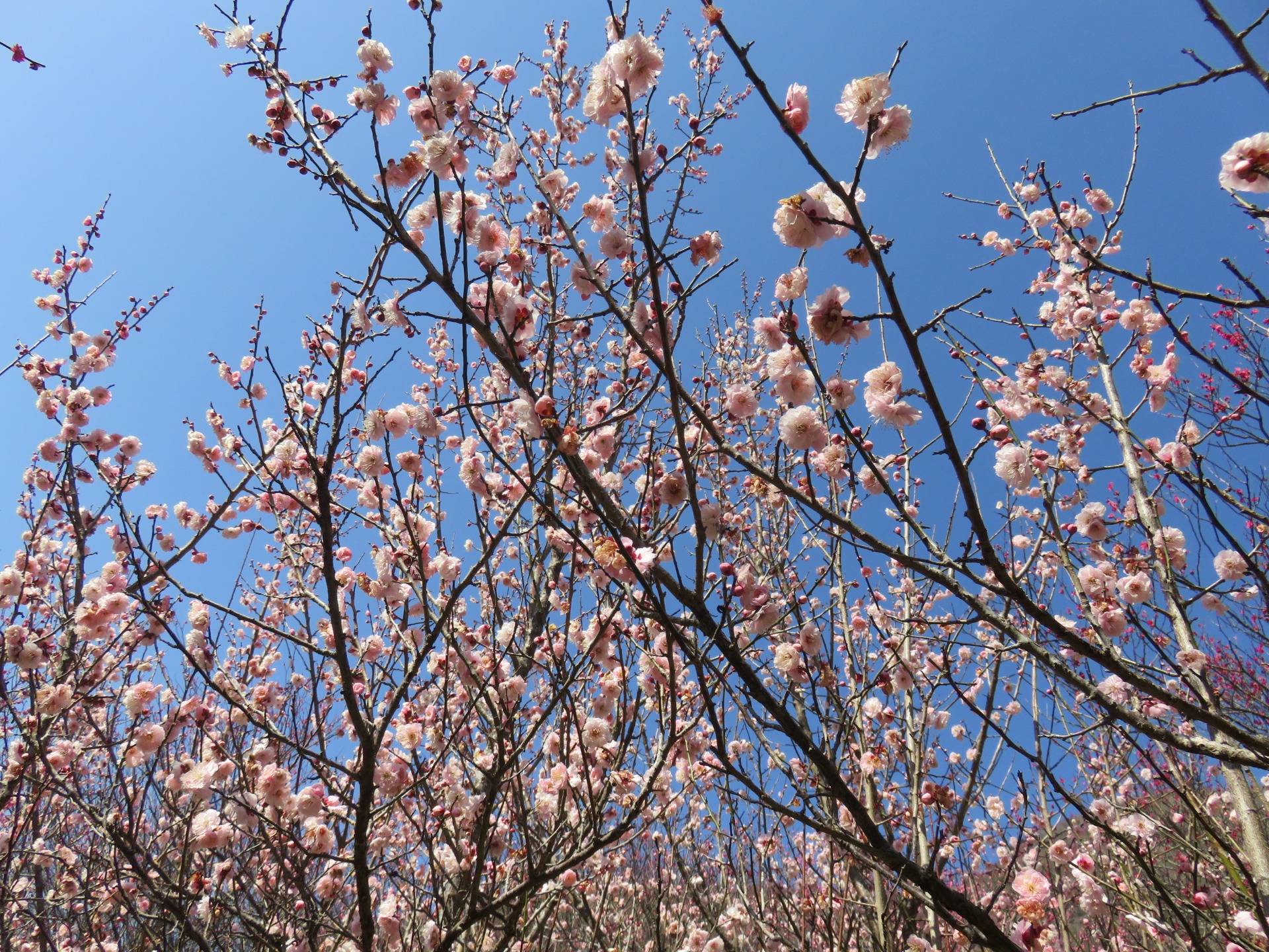 Makuyama Park, Plum Blossom Festival