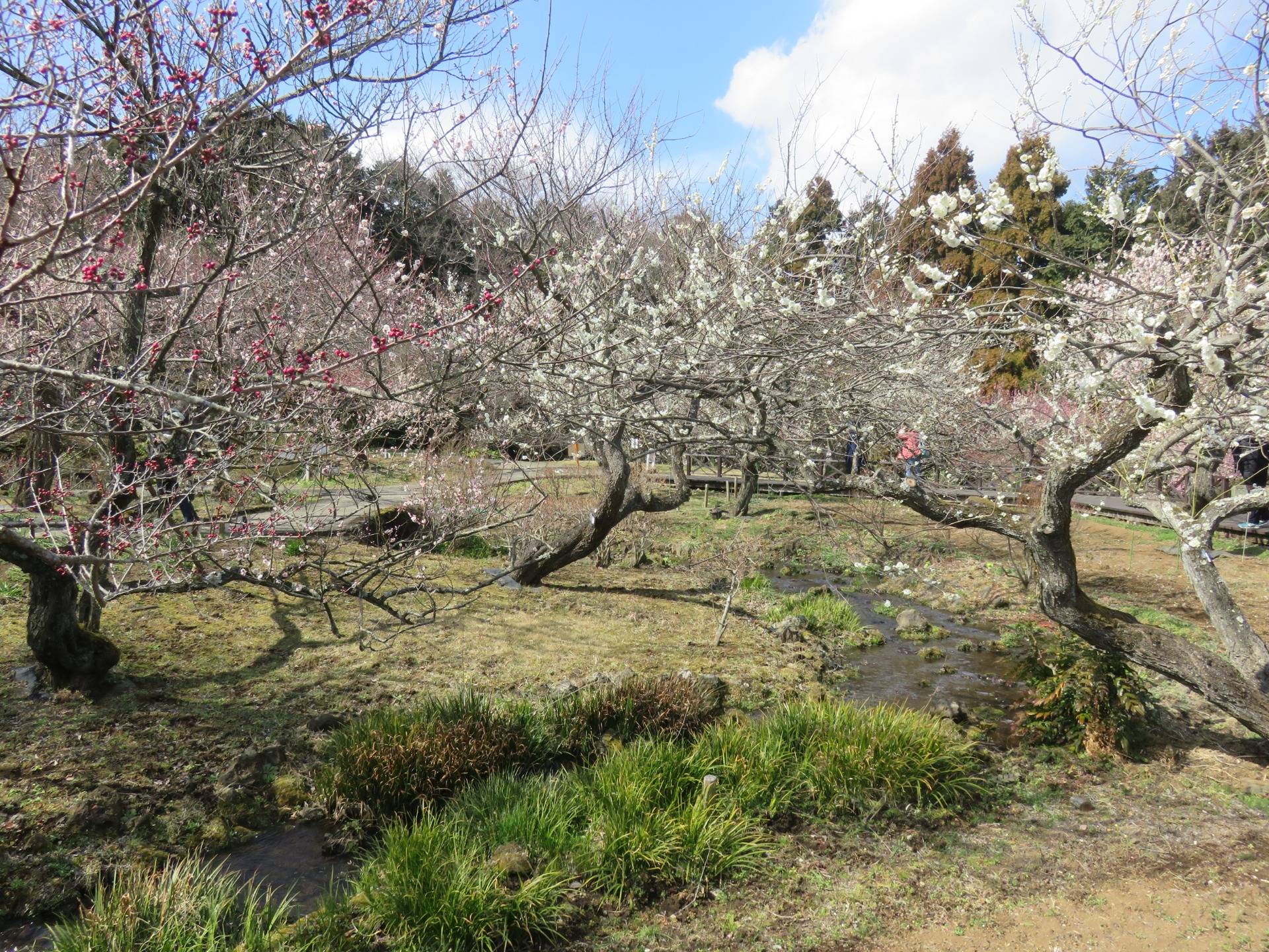 Odawara Plum Blossom Day
