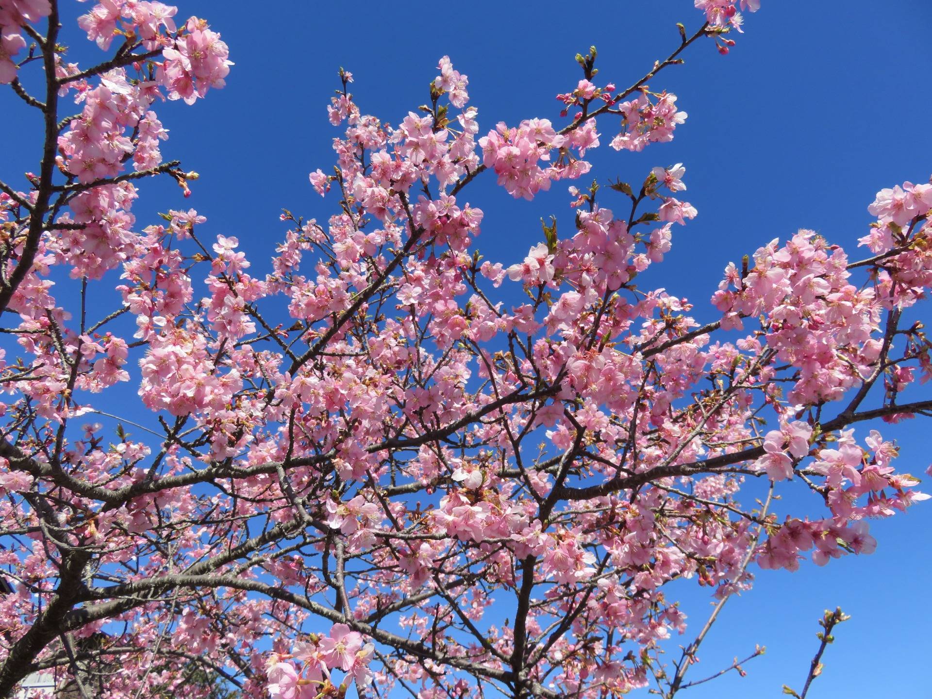 Kannami Cherry Blossom Festival
