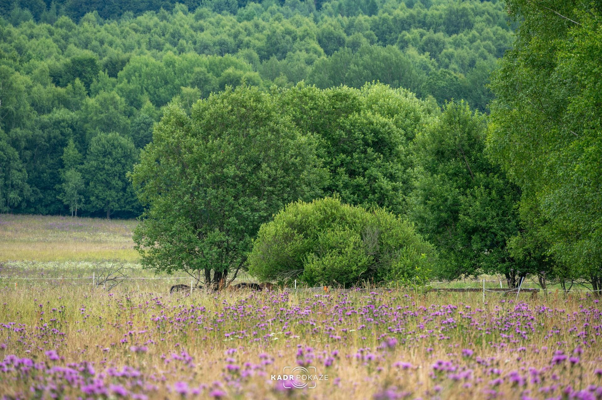 Rodzinna Wyprawa Na Najwyższy Szczyt Bieszczad - Tarnicę.