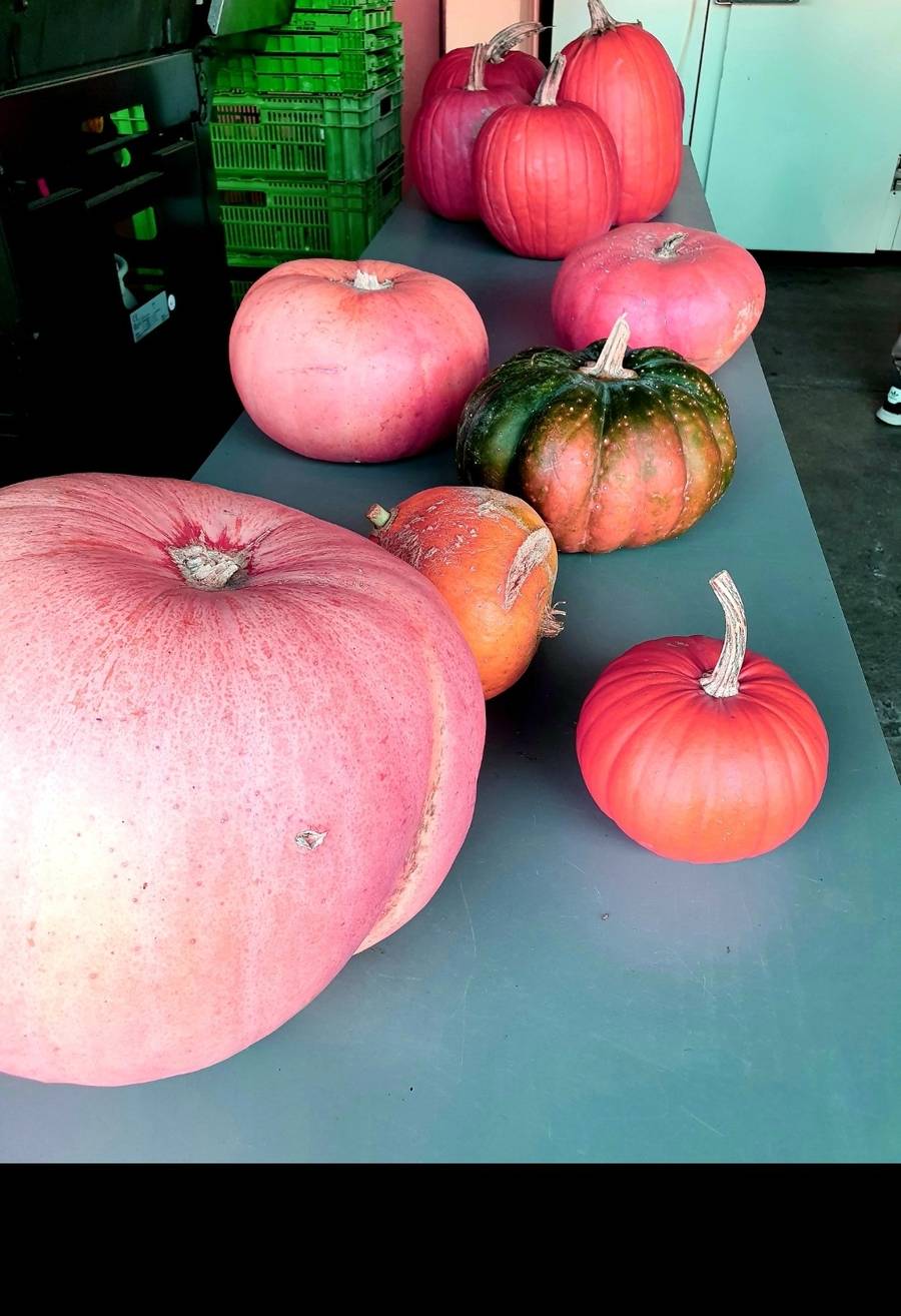 It is pumpkin season and we know it!
