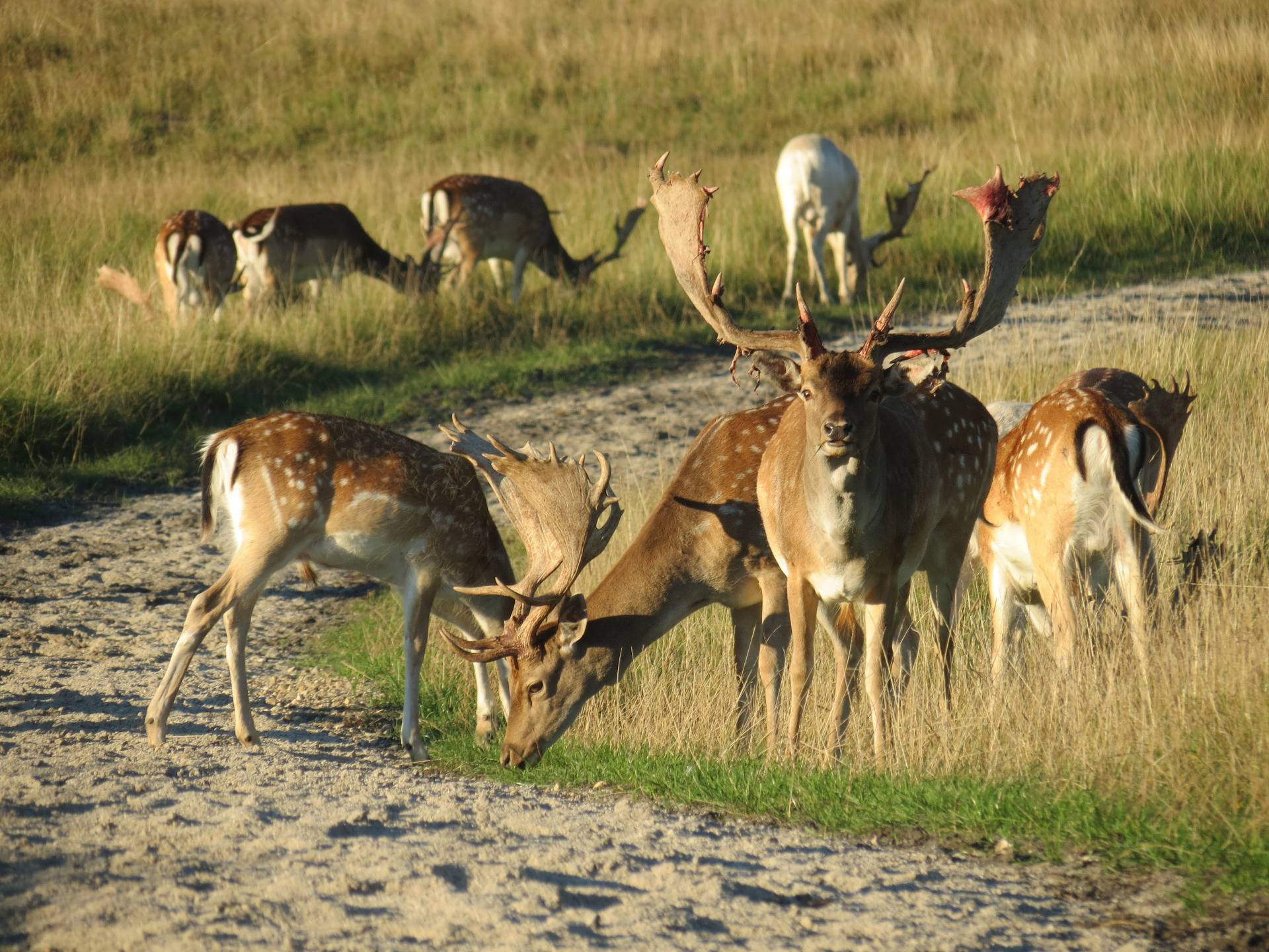Relaks z jeleniami i danielami w parku leśnym Jægersborg Dyrehave w Danii 