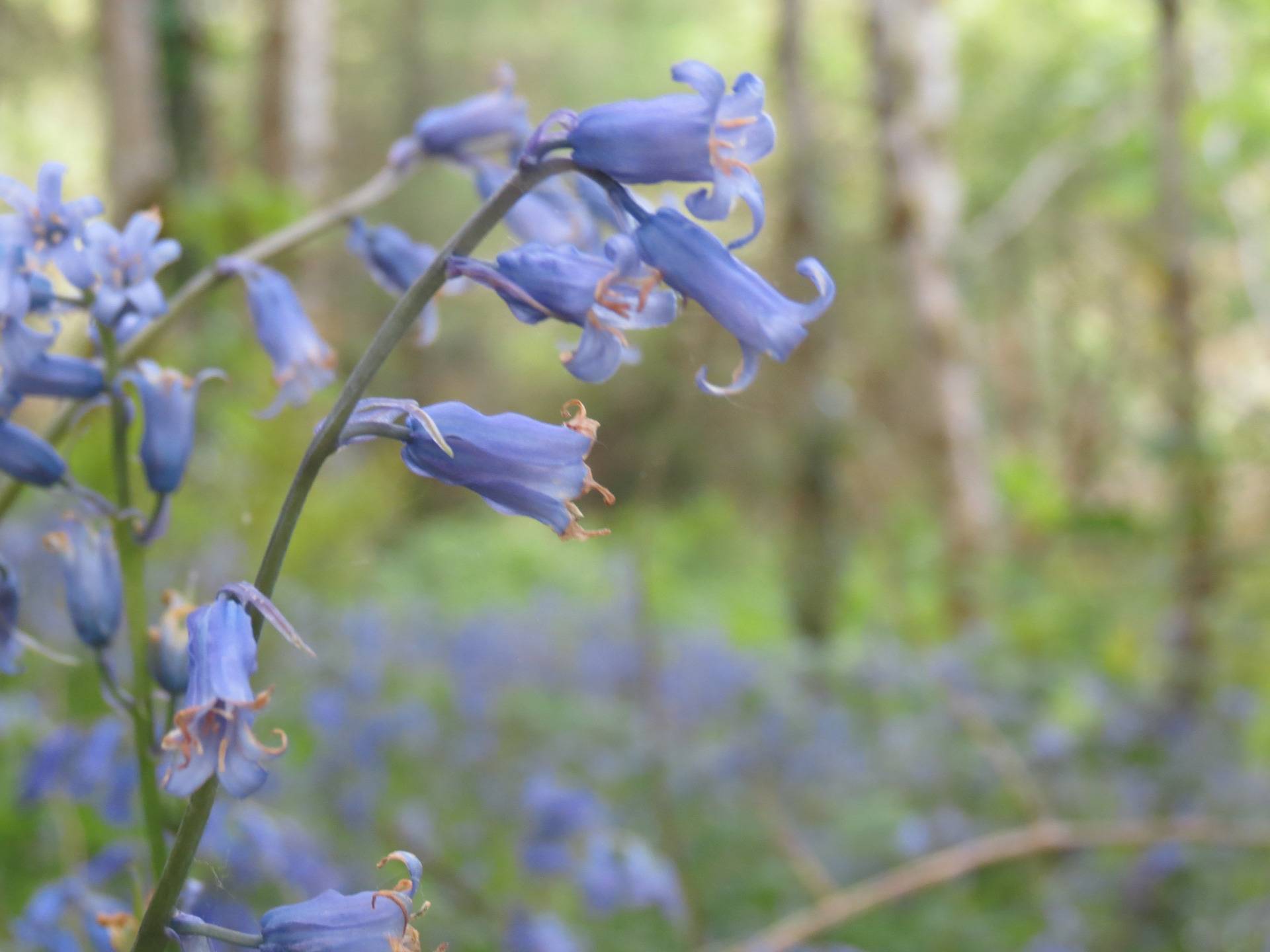 W irlandzkim lesie na niebieskiej, dzwoneczkowej łące 