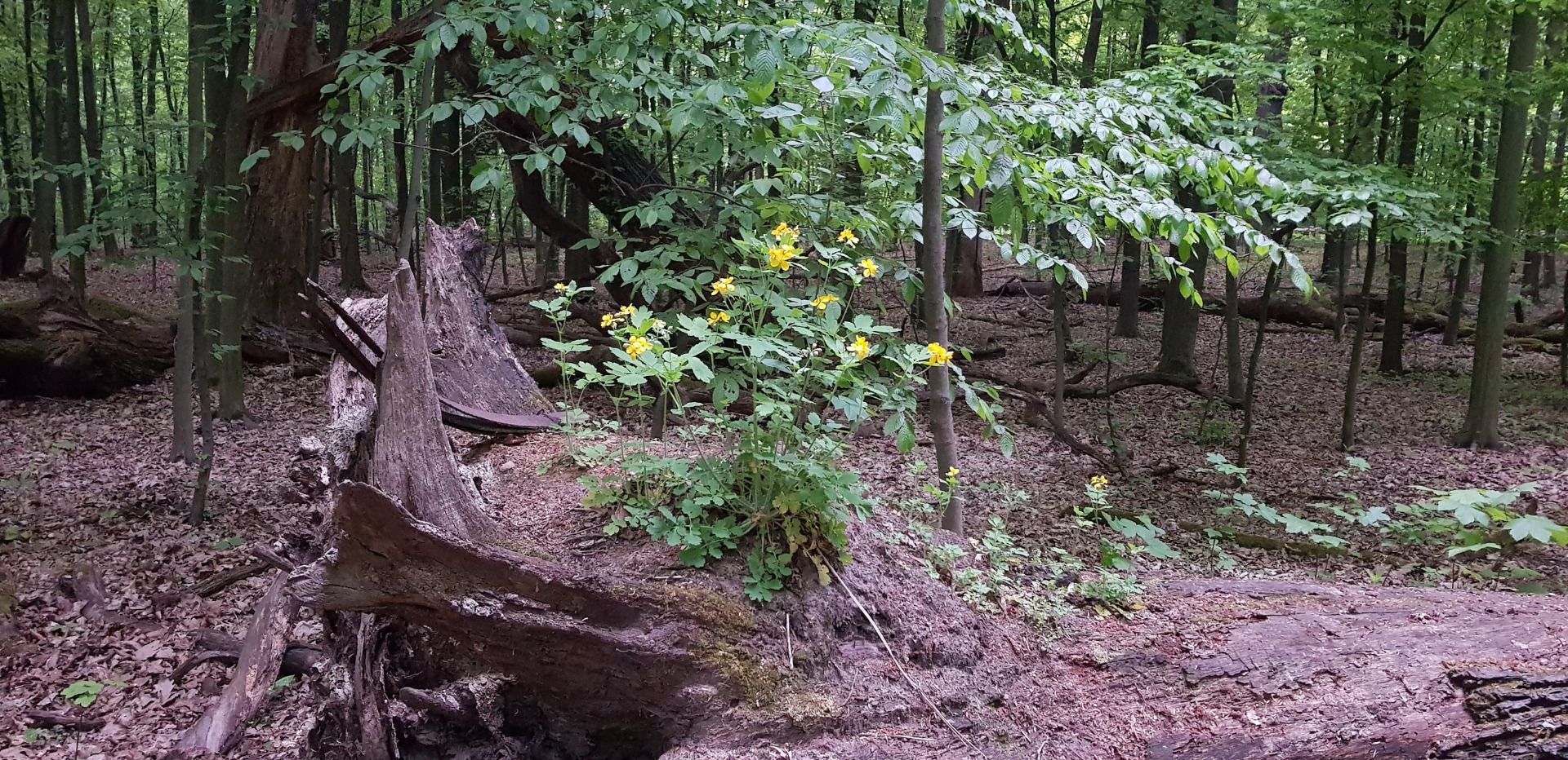 Leśna mapa skarbów