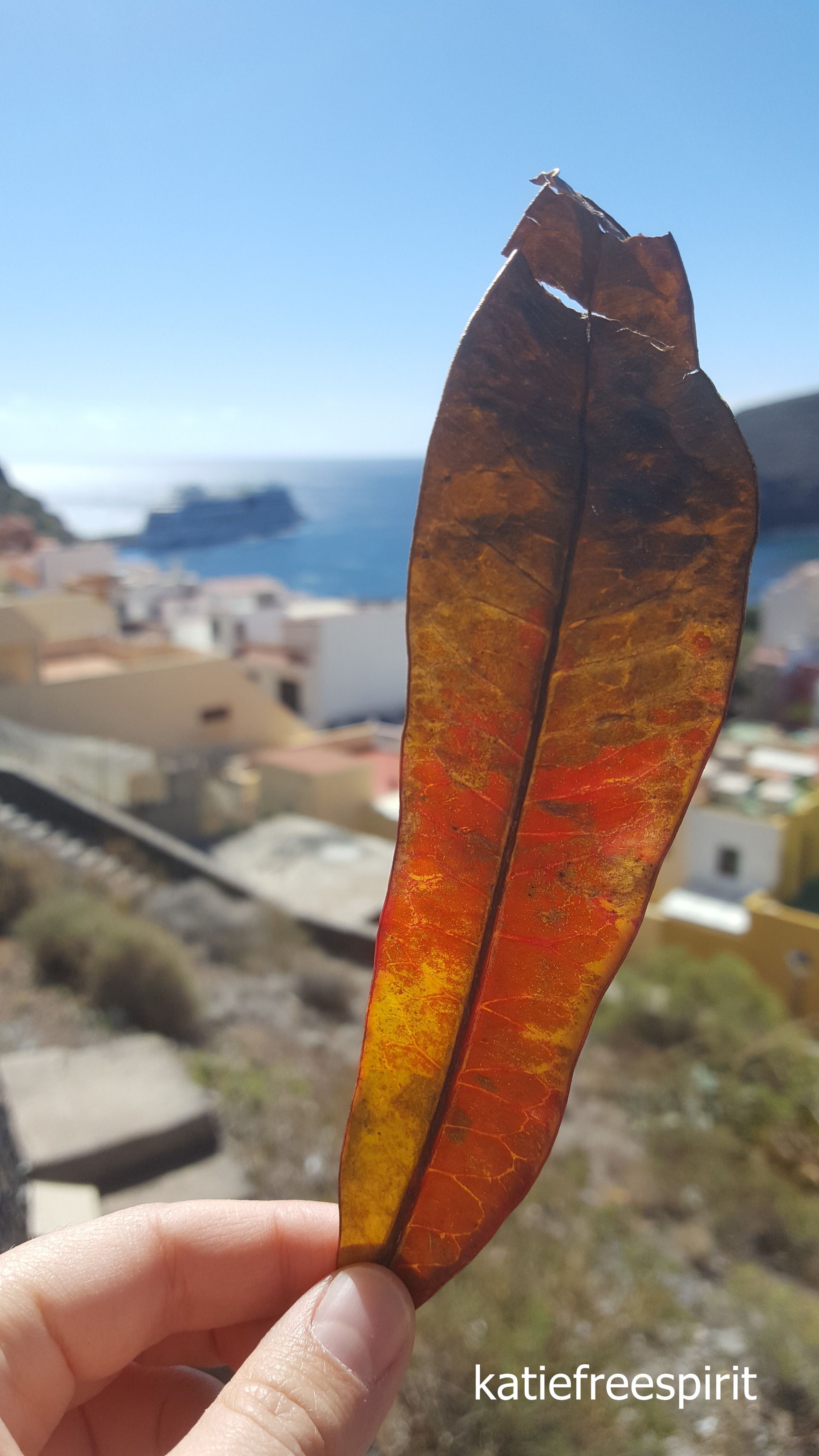 A beautiful, colorful leaf, shells, dried starfish - my natural souvenirs from Gomera
