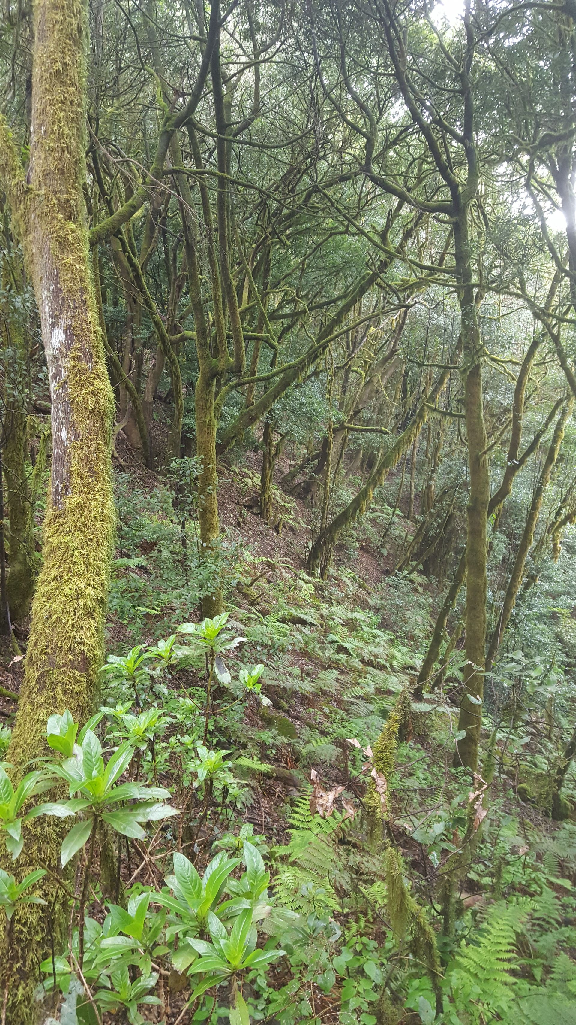 Garajonay -"valley laurisilva, a subtropical rainforest where the largest laurel trees can be found"