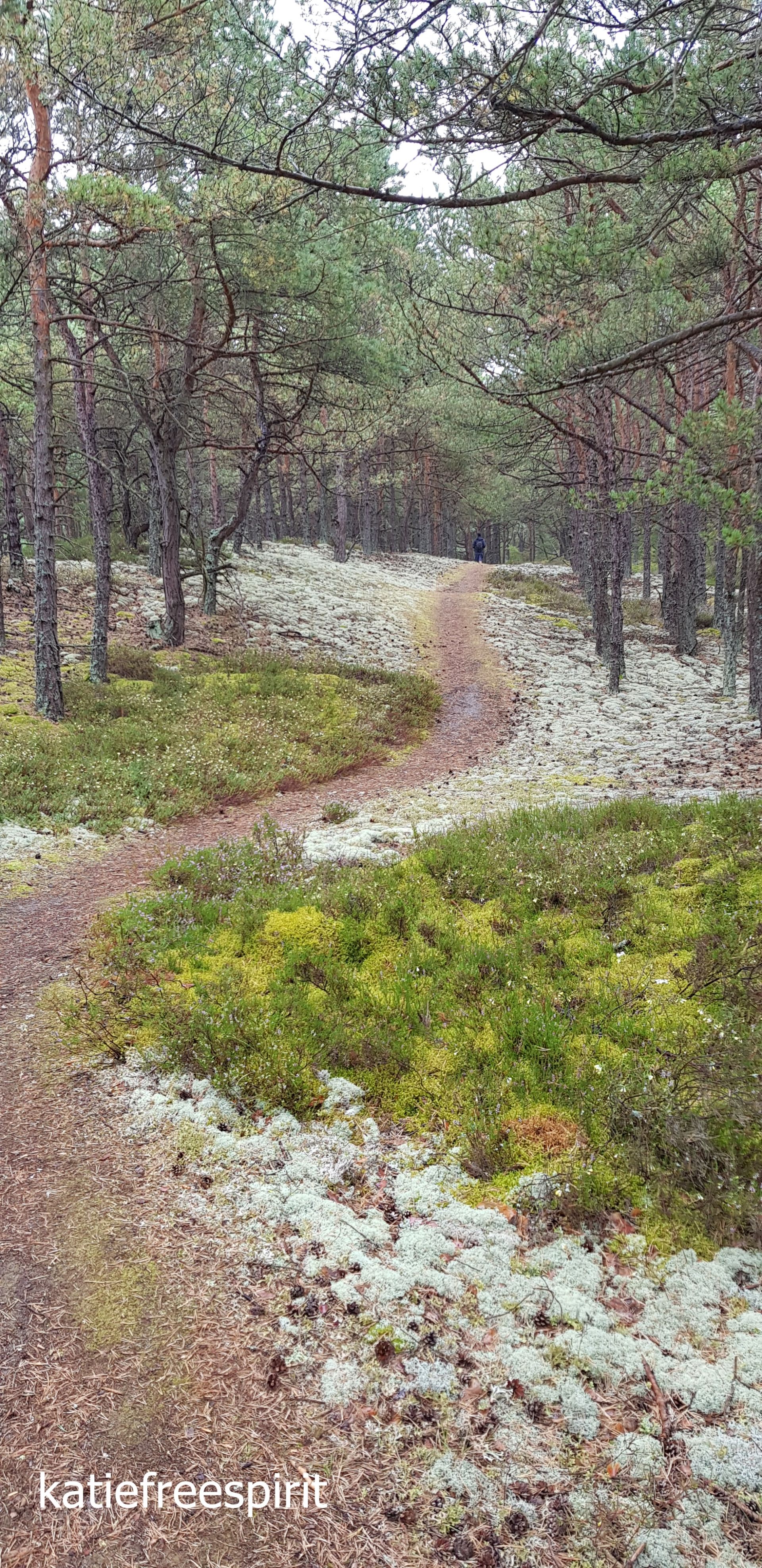 The seaside forest in Jurata, fairytale-like, covered with unusual lichens / Nadmorski las w Juracie