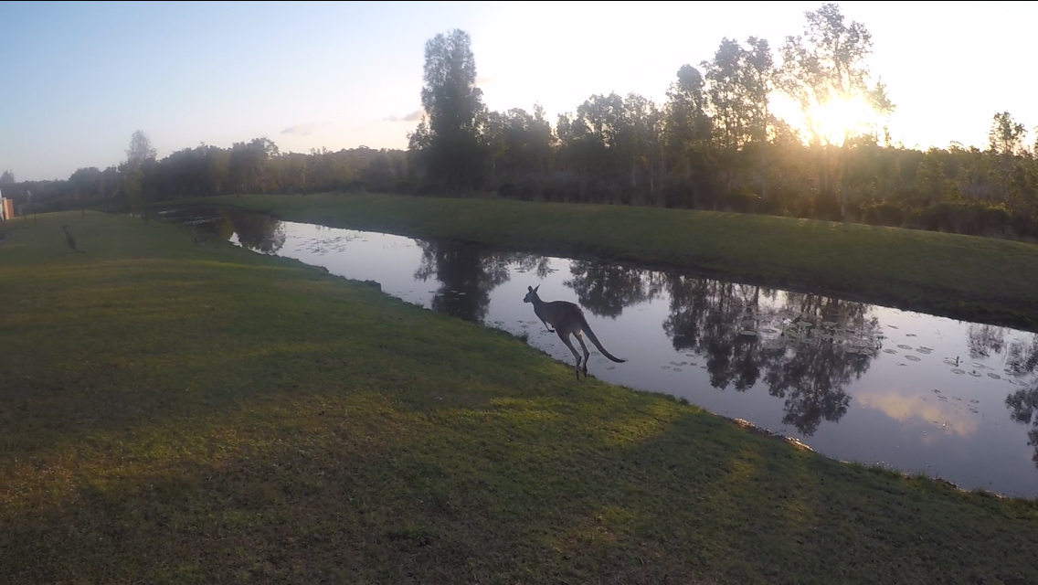A jumping kangaroo in front of a great scenery