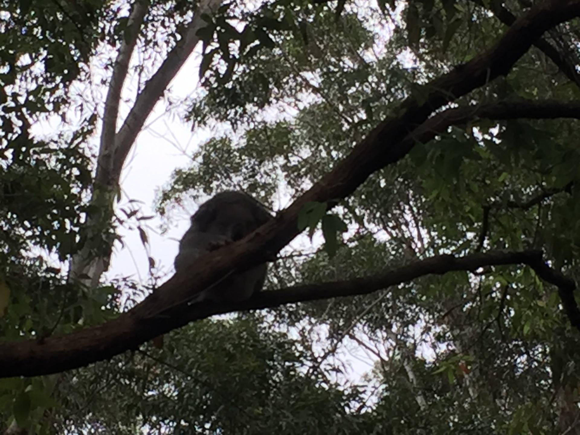 A sleeping koala perched on a tree