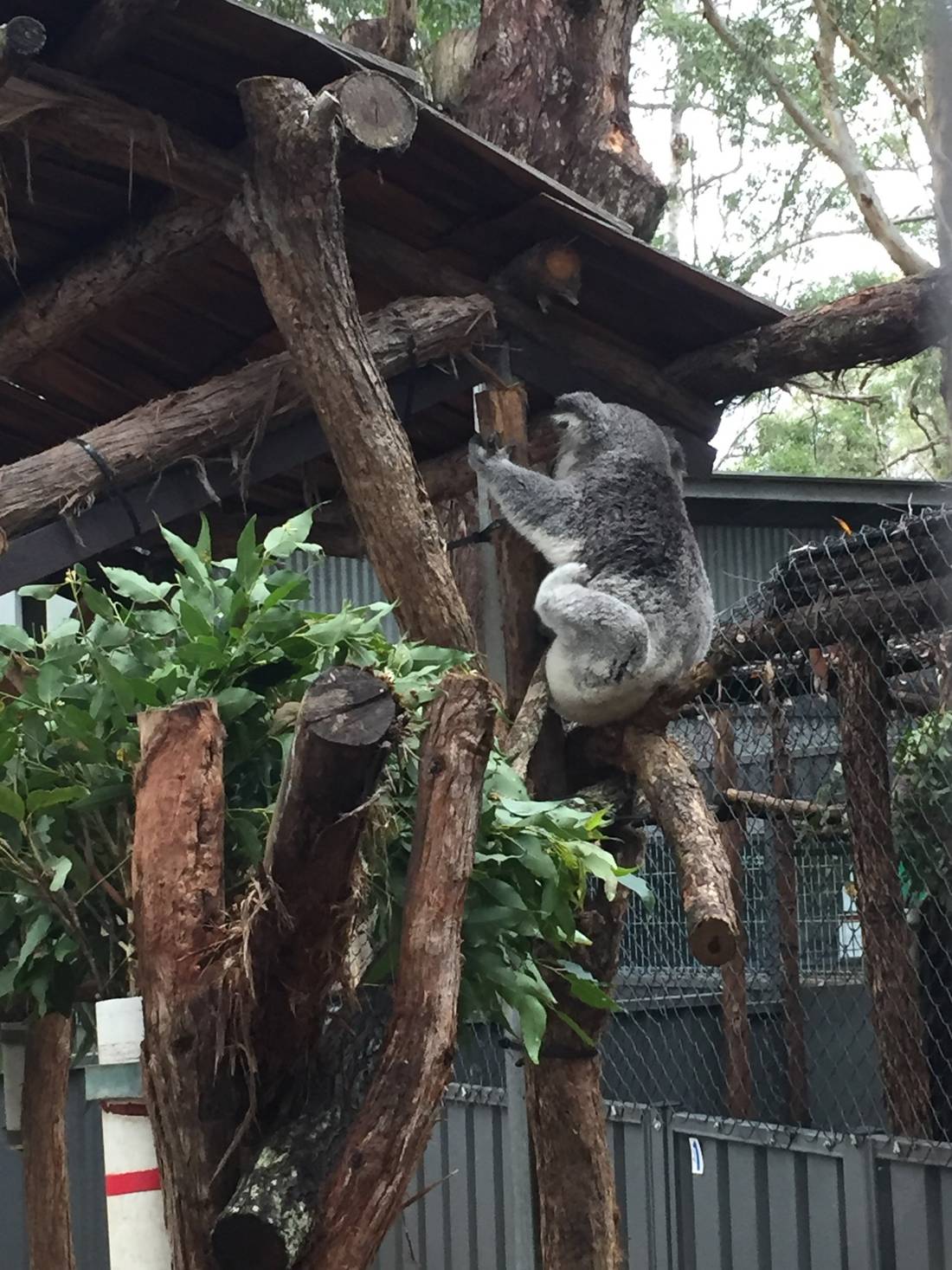 koala in his ranch