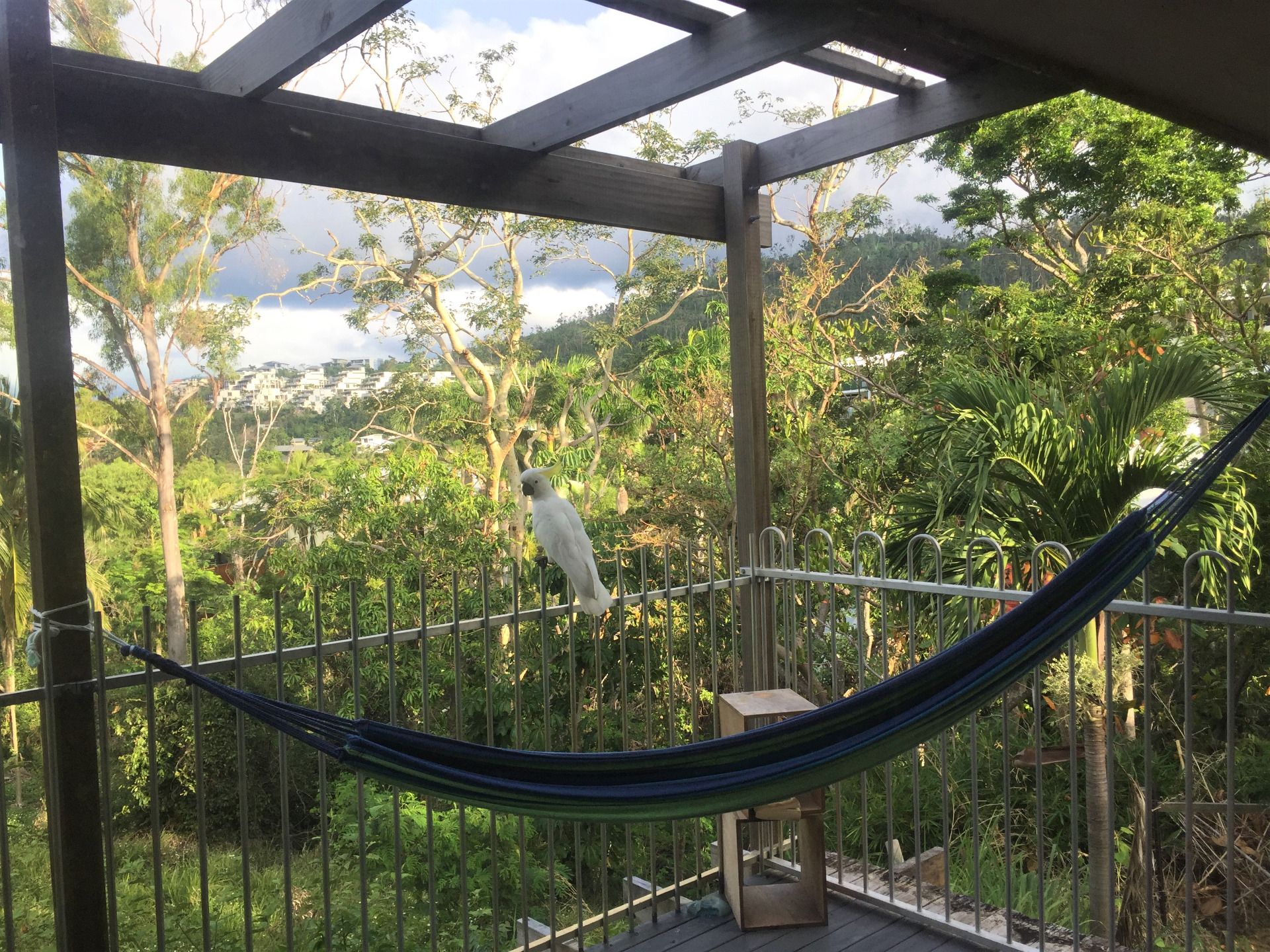 Relaxing at Airlie Beach with some parrots 