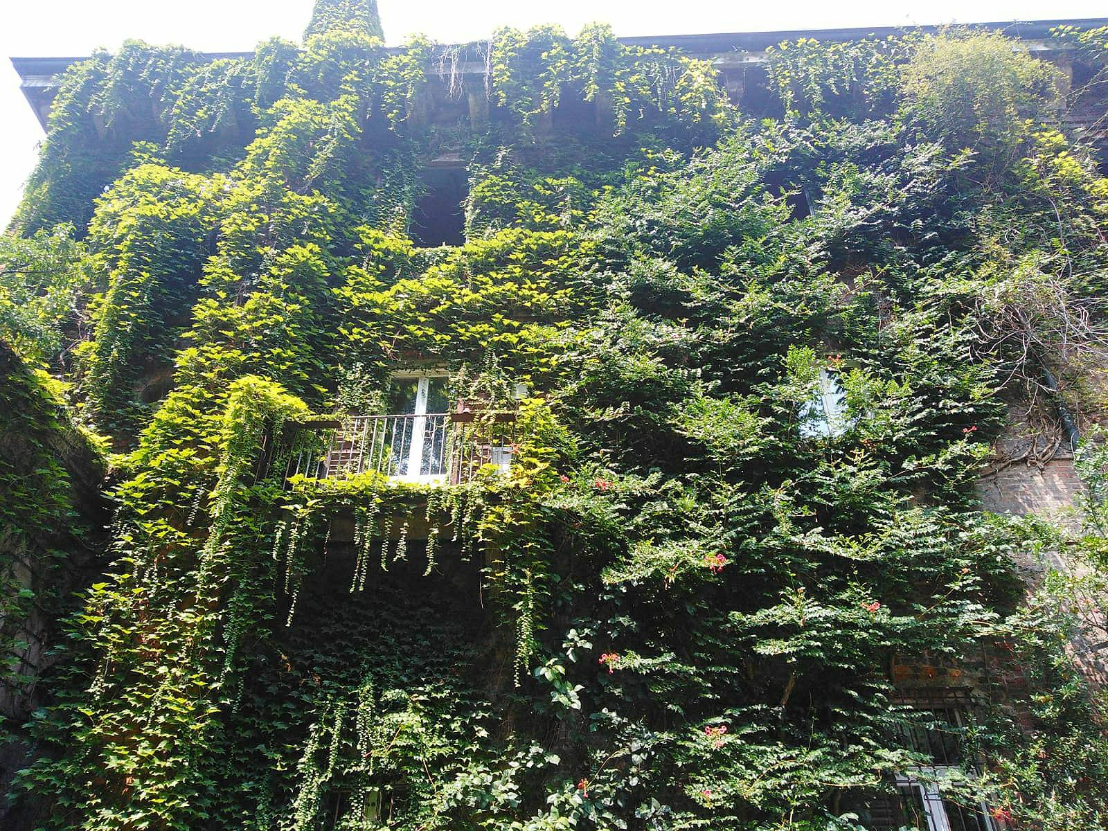 A house wall completely overgrown with plants