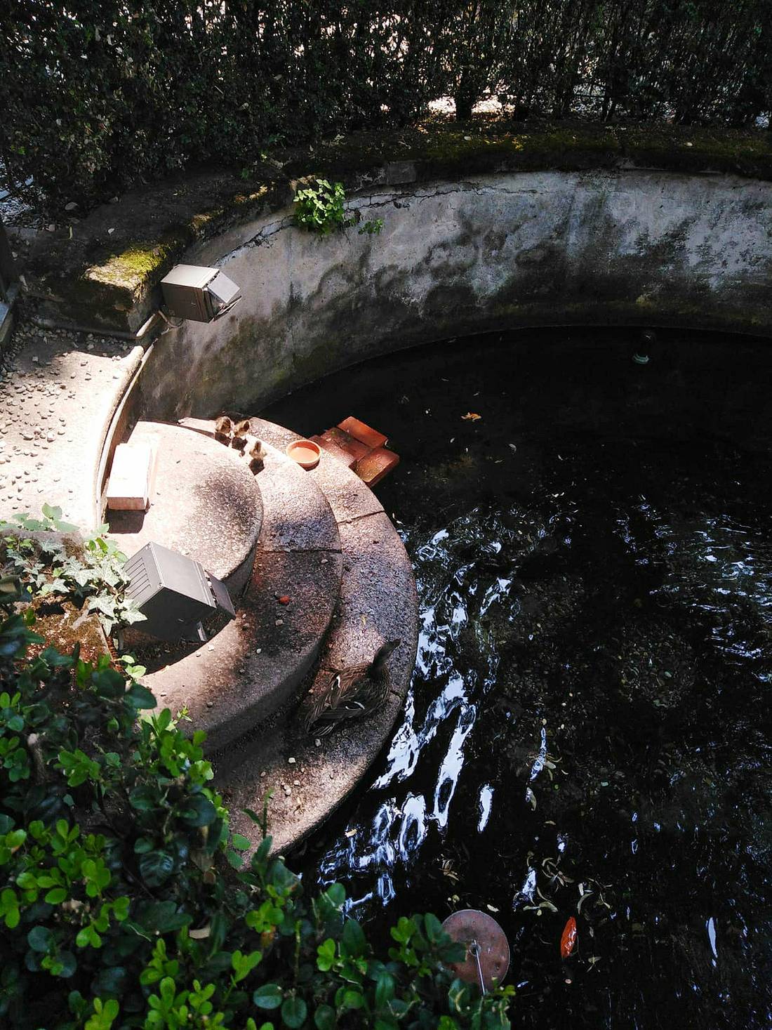 A fountain in the middle of the garden