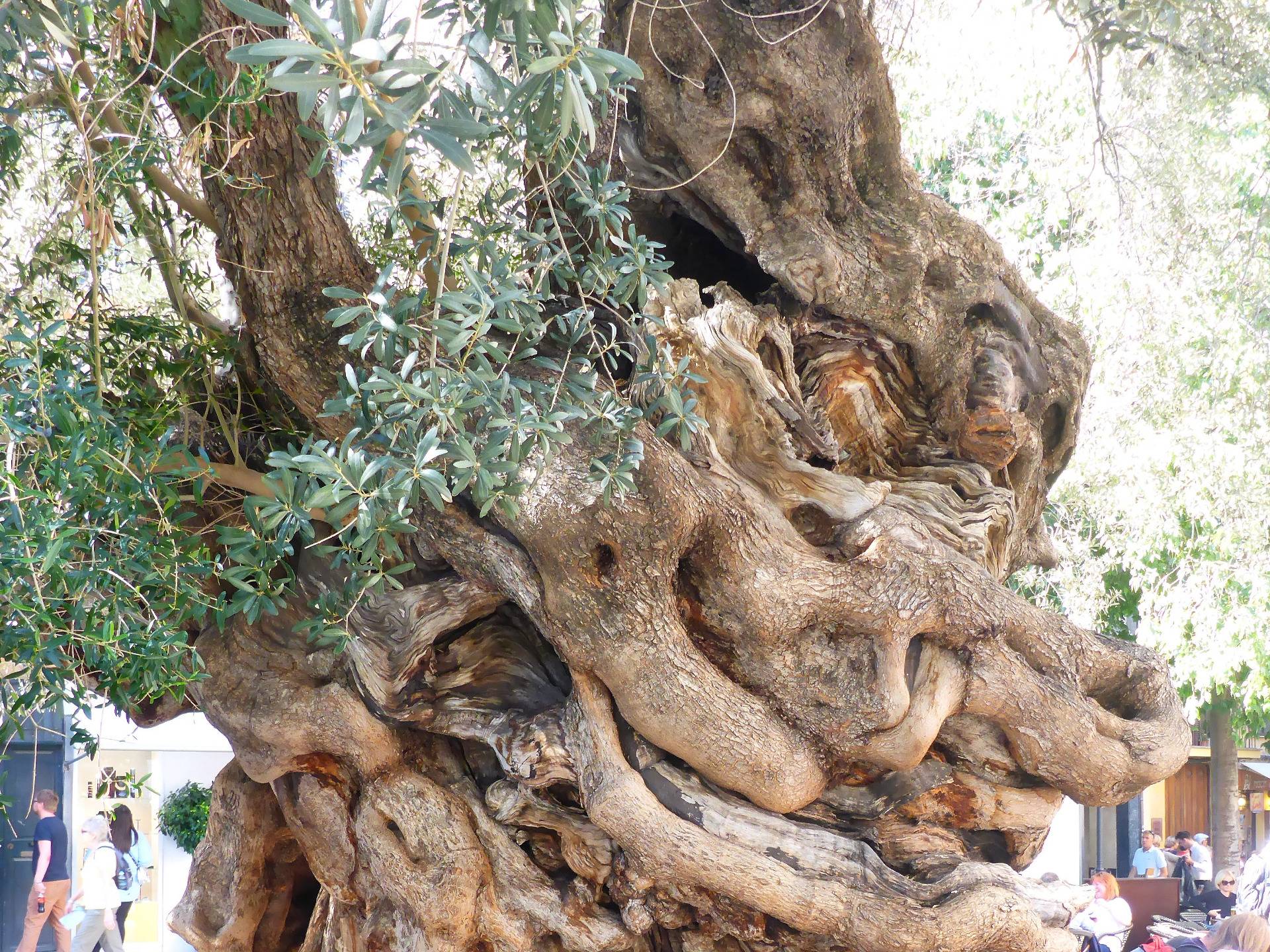 A 600 year old olive tree as a symbol of peace