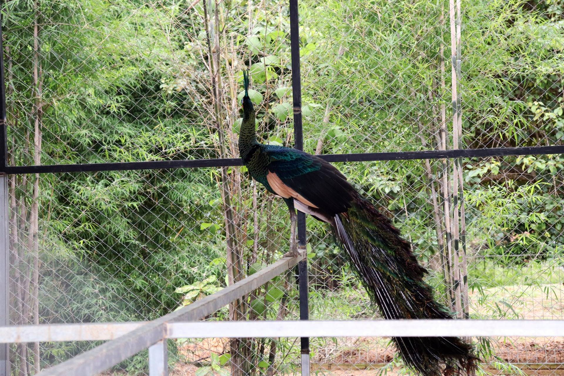 Gurun Putih Lestari Zoo : From Zero to Hero