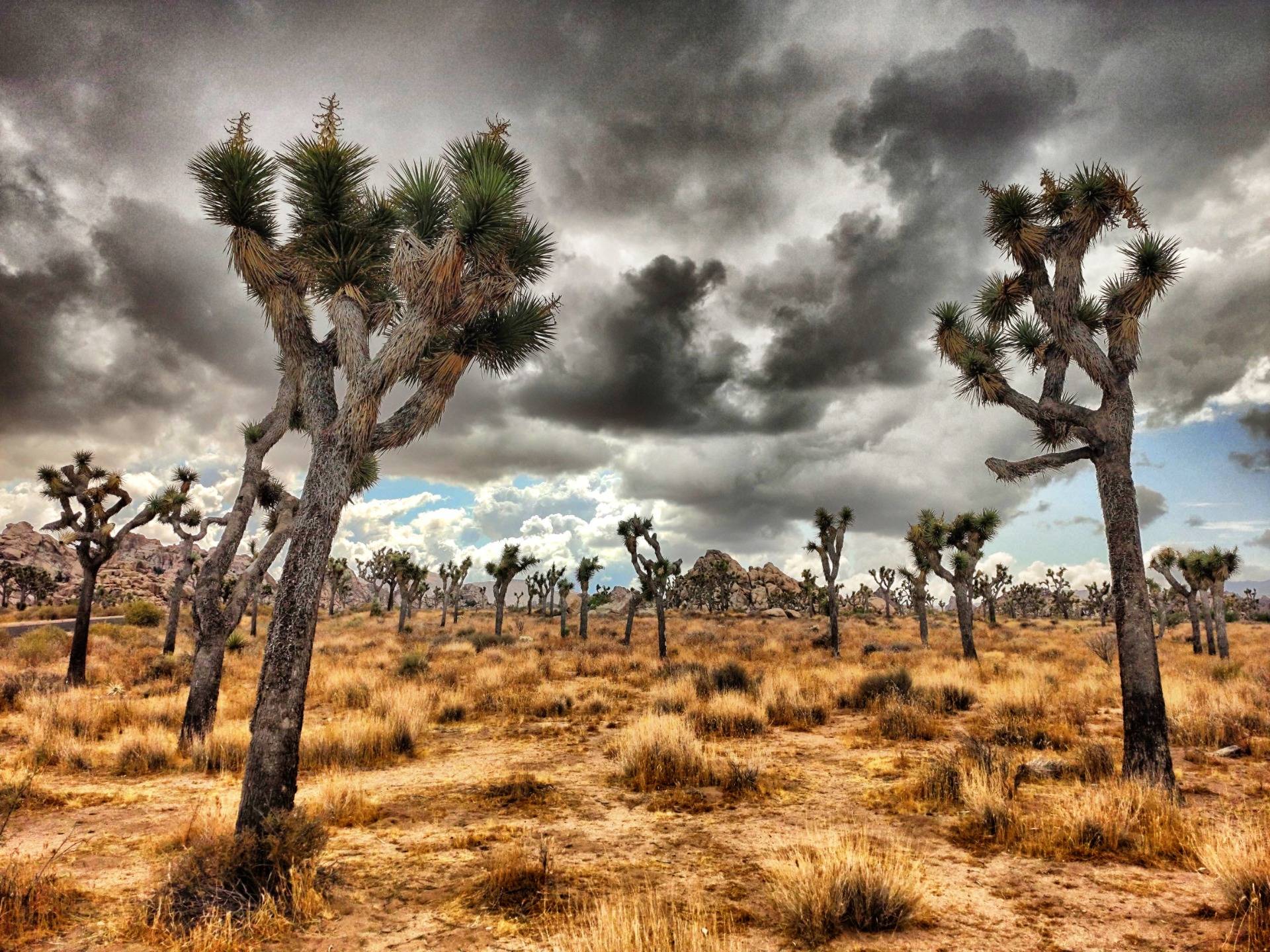 Joshua Tree: Holy trees under a blood red sky