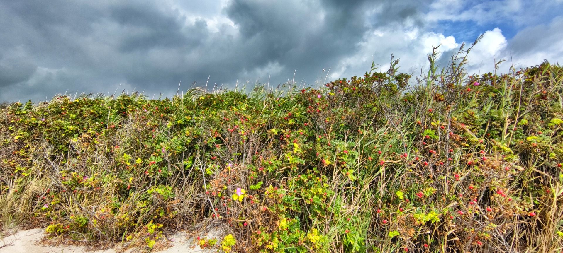 The flowers of the dunes