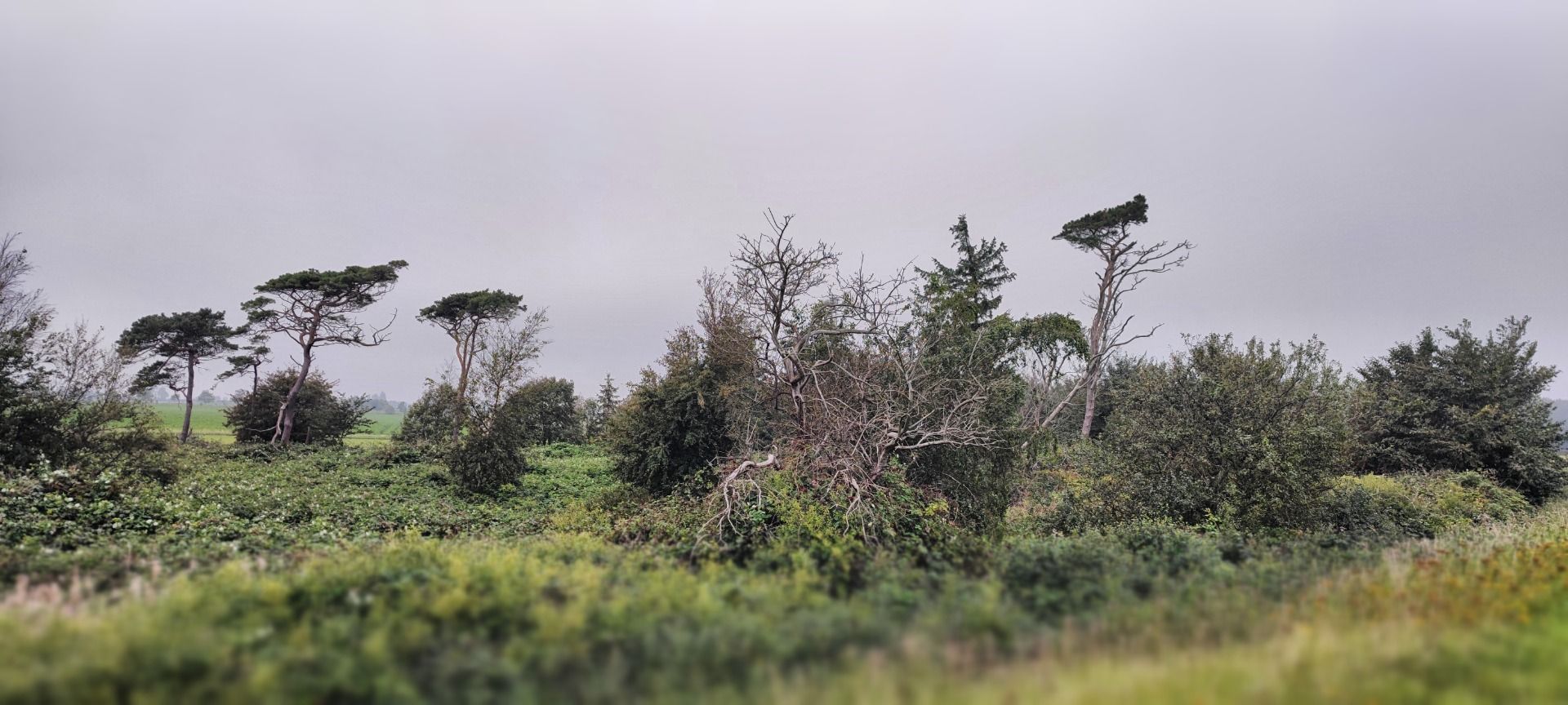 The wind created this forest