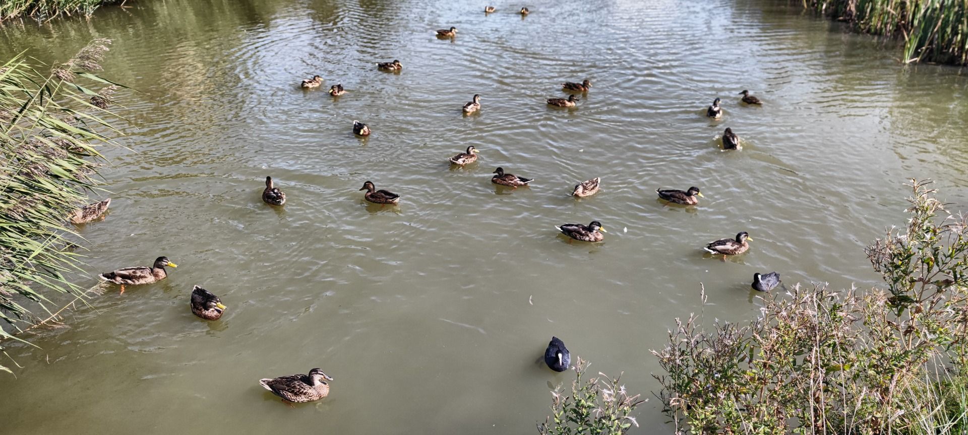 The living ducks at the castle pond