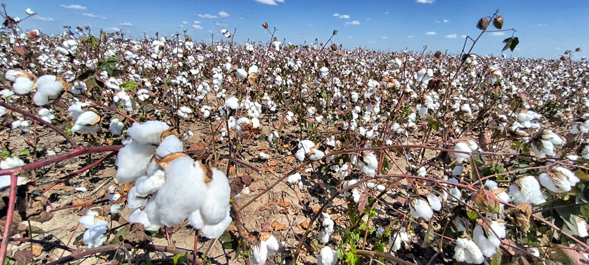 Cotton once was the gold of the south