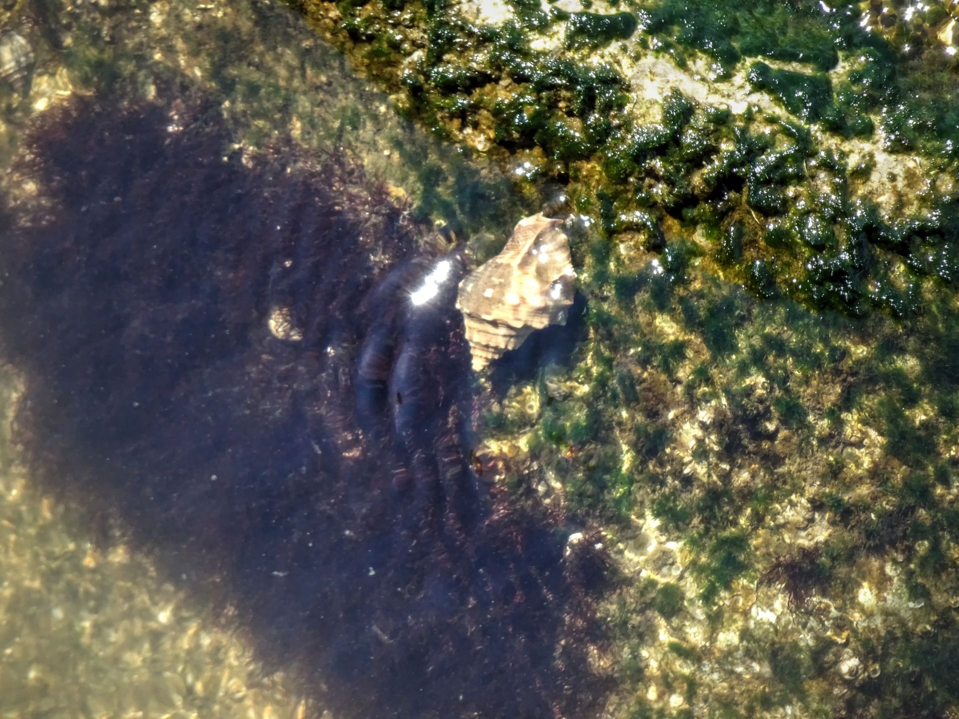 A shell under water