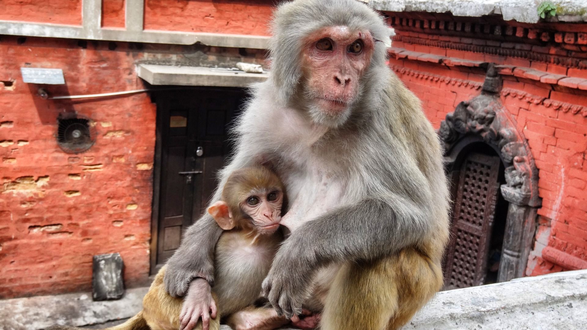 The apes are looking - for food from the tourists.