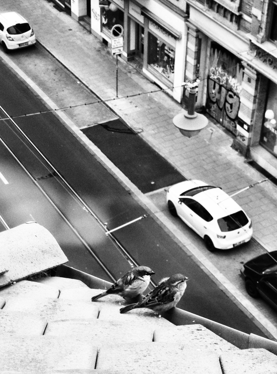 Quit place on the roof: This sparrows enjoy the silence.