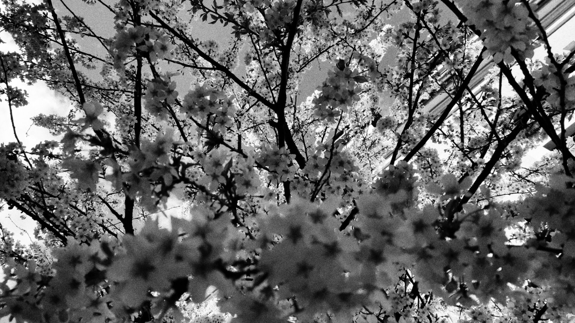 Blossoms brings beauty back.