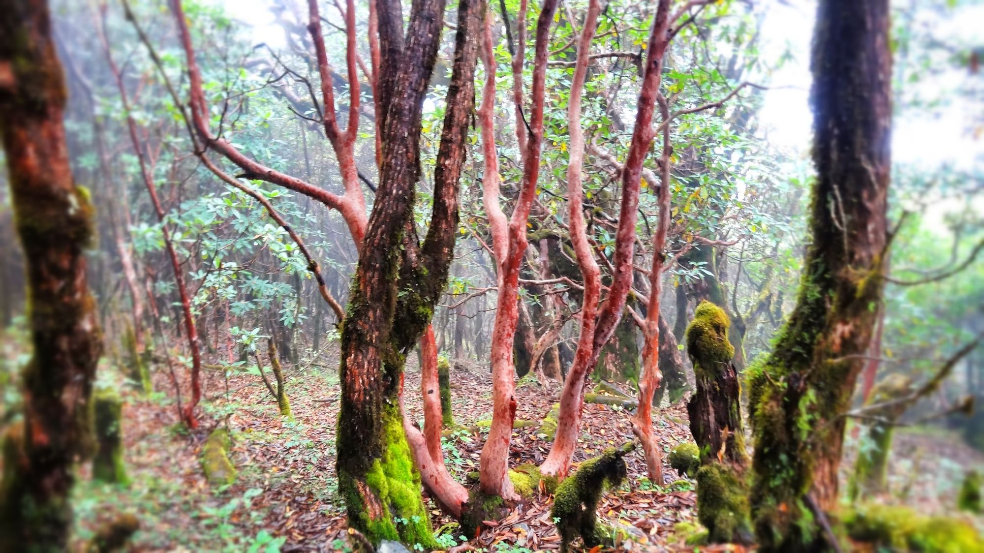 Just a forest, but red.