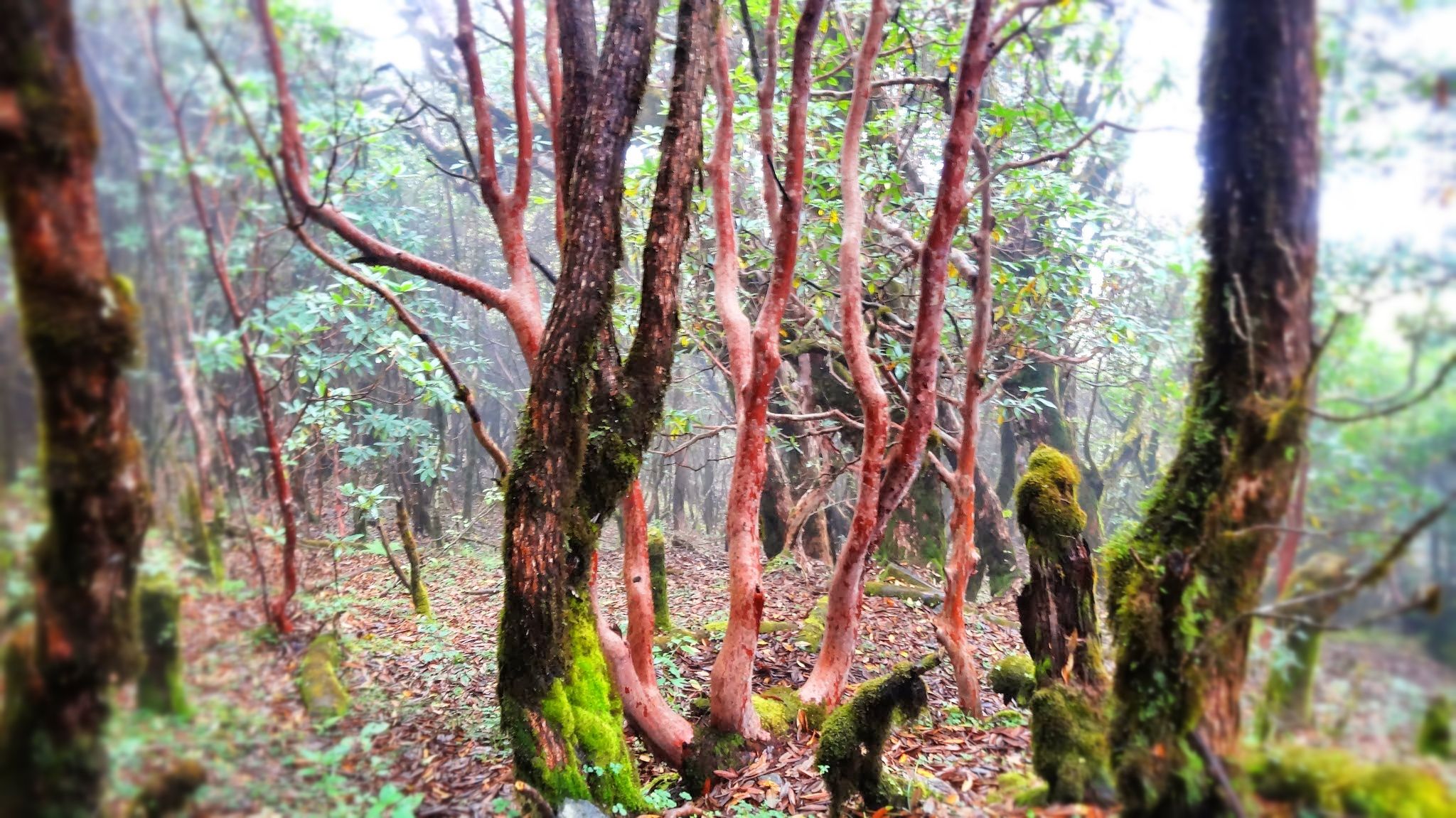Just a forest, but red.