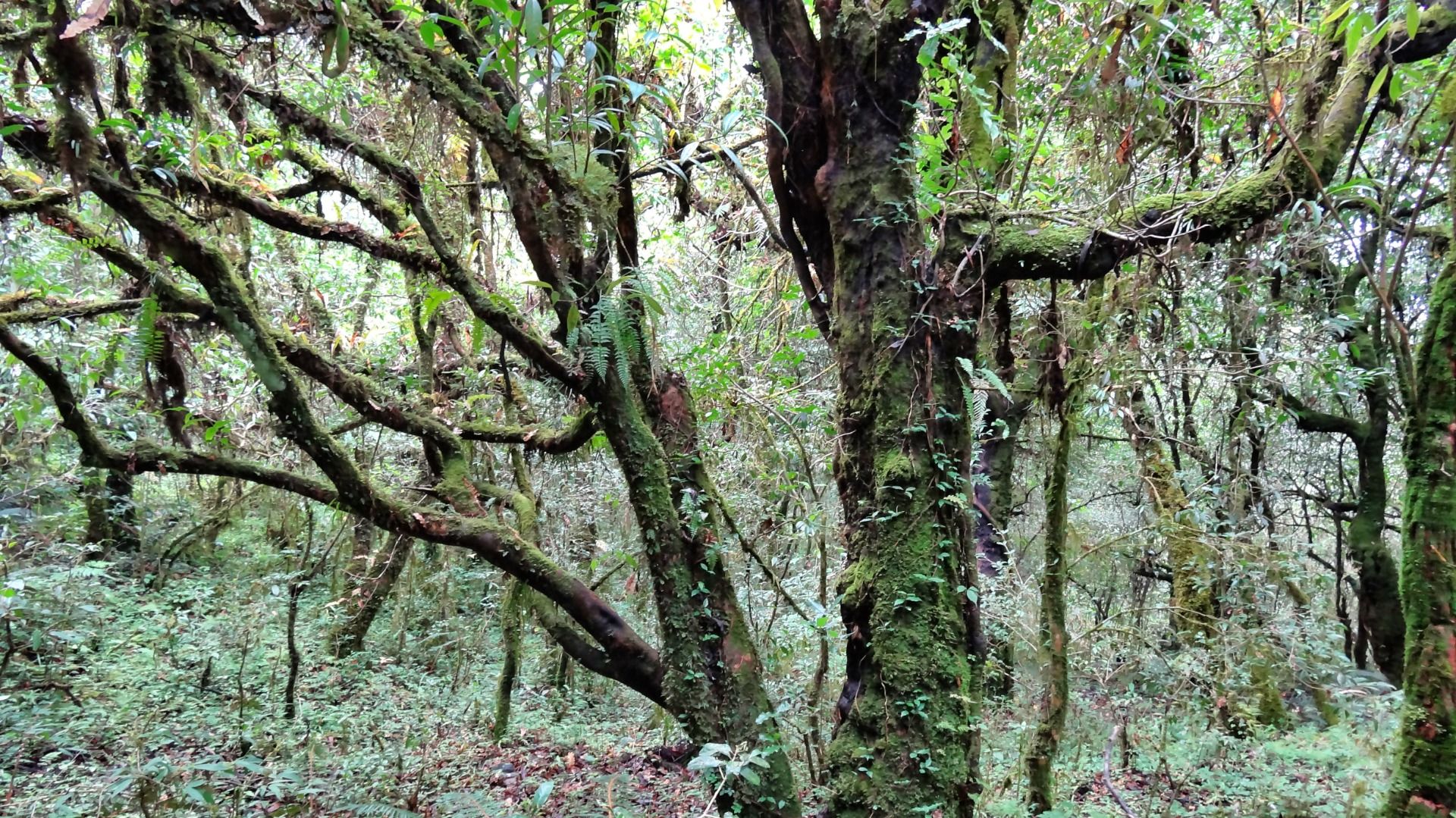 Forests like from a fairy tale.
