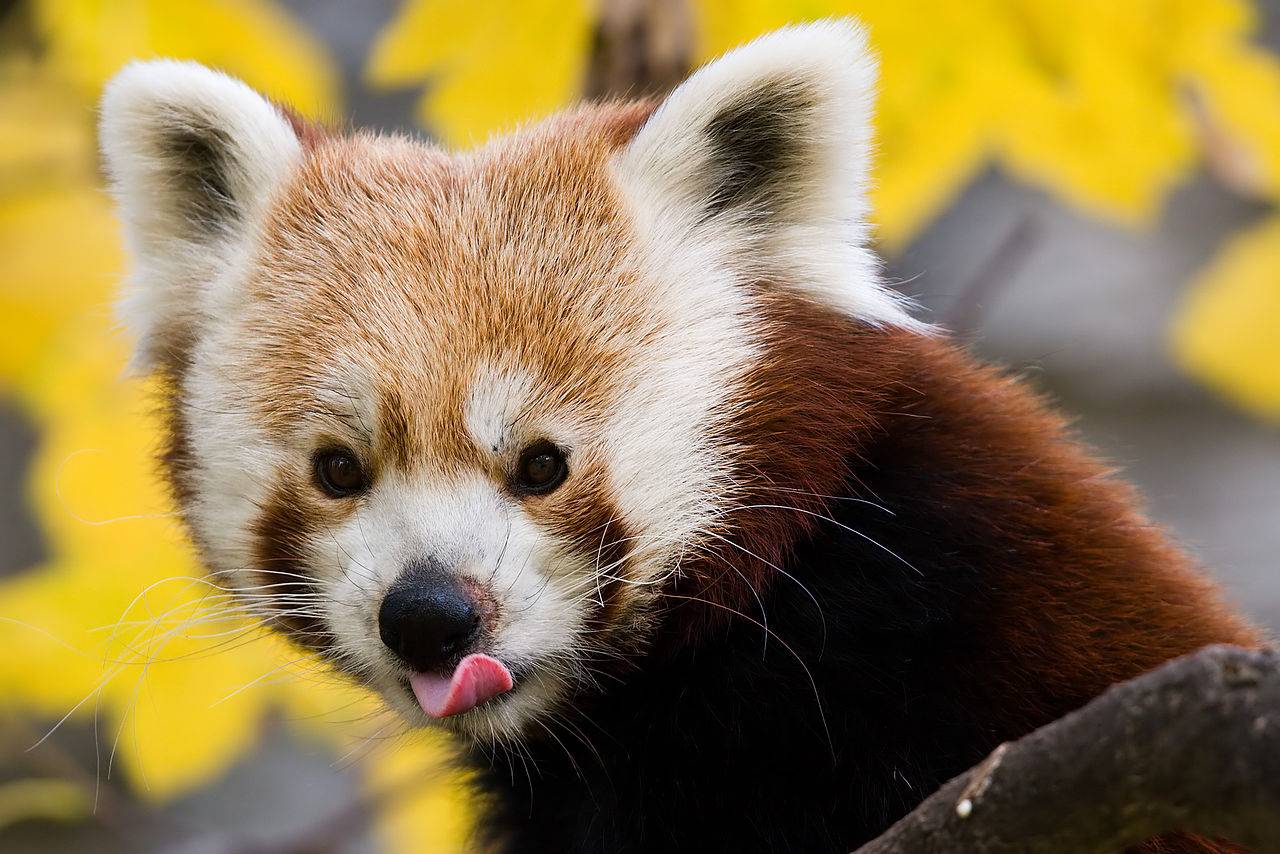 The Red Panda we’re hunting for.