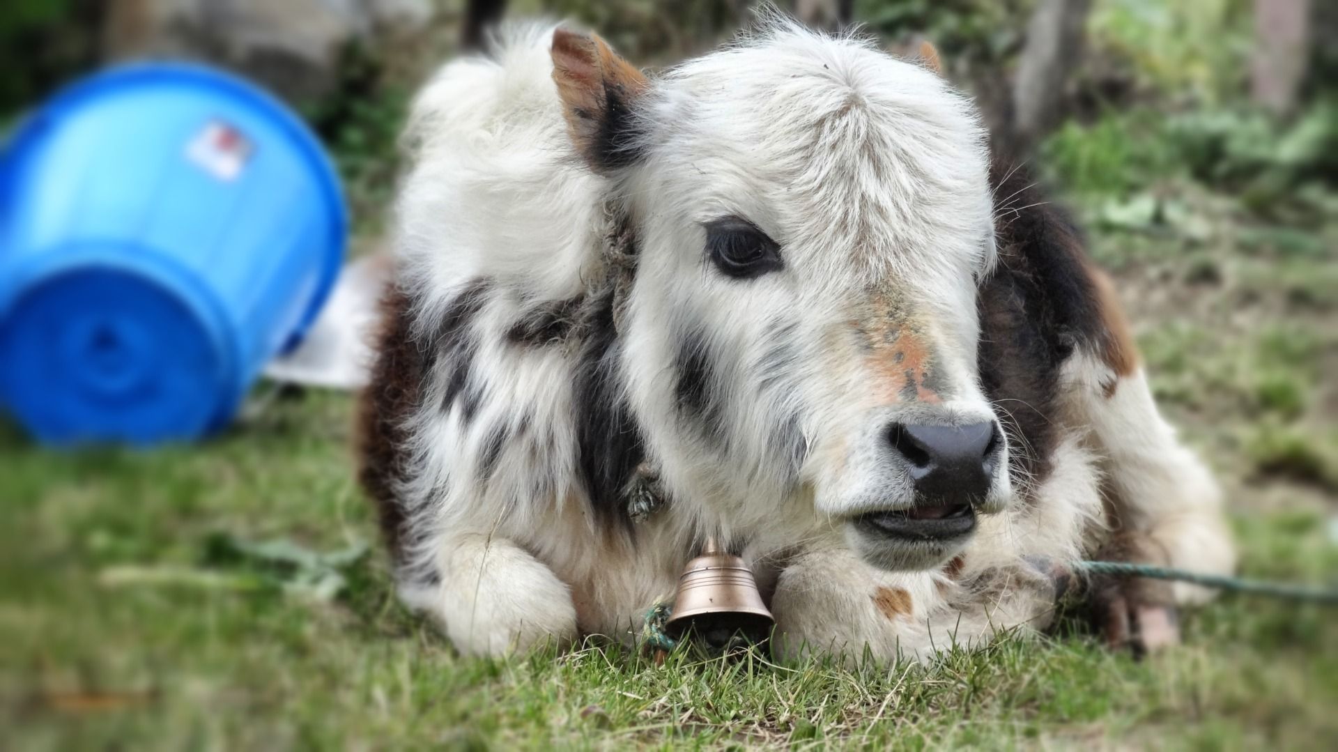 A young cow