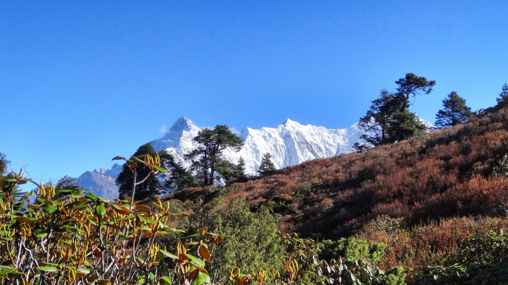The best views are behind the flowers.