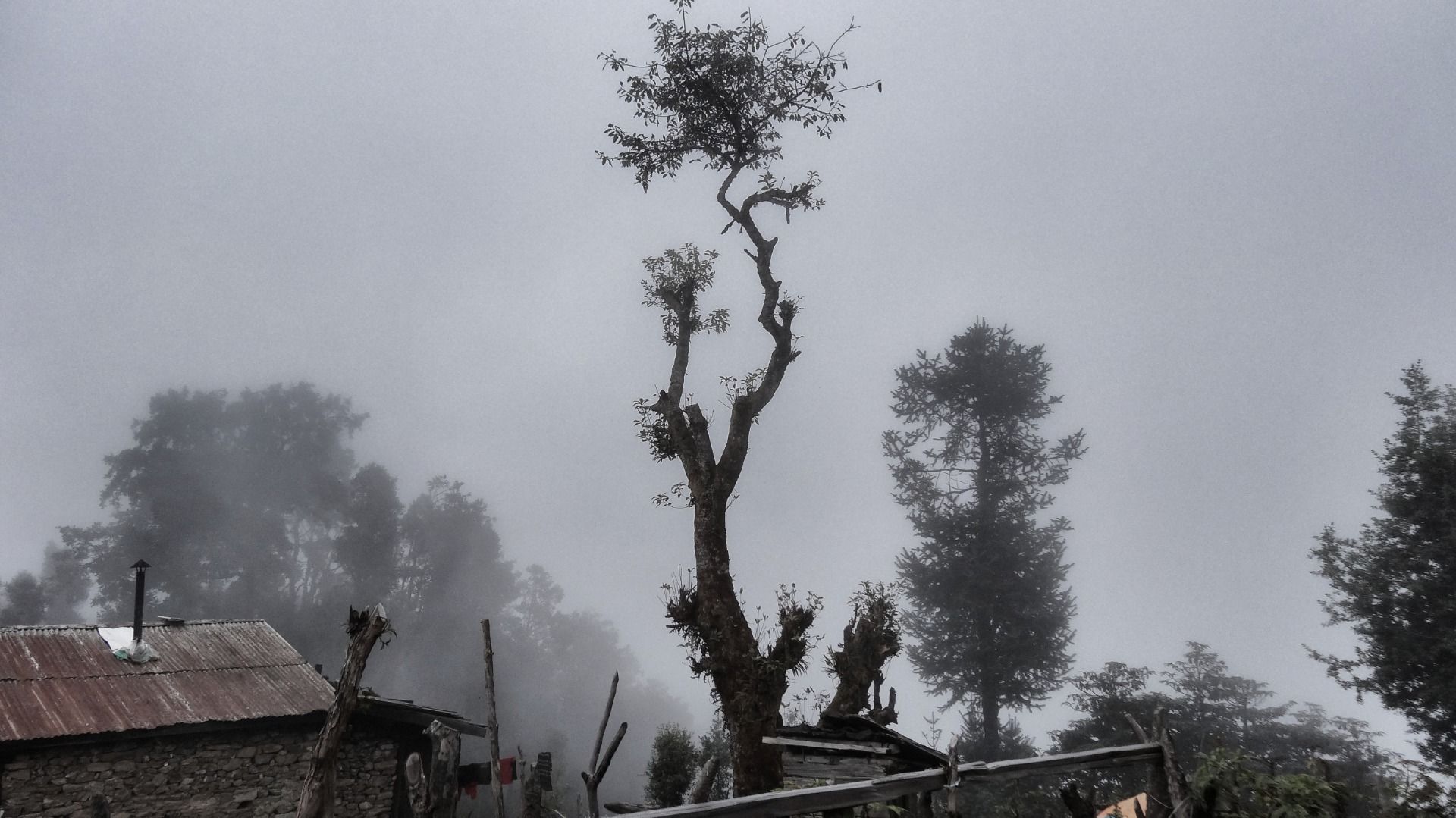 Trees in the fog.