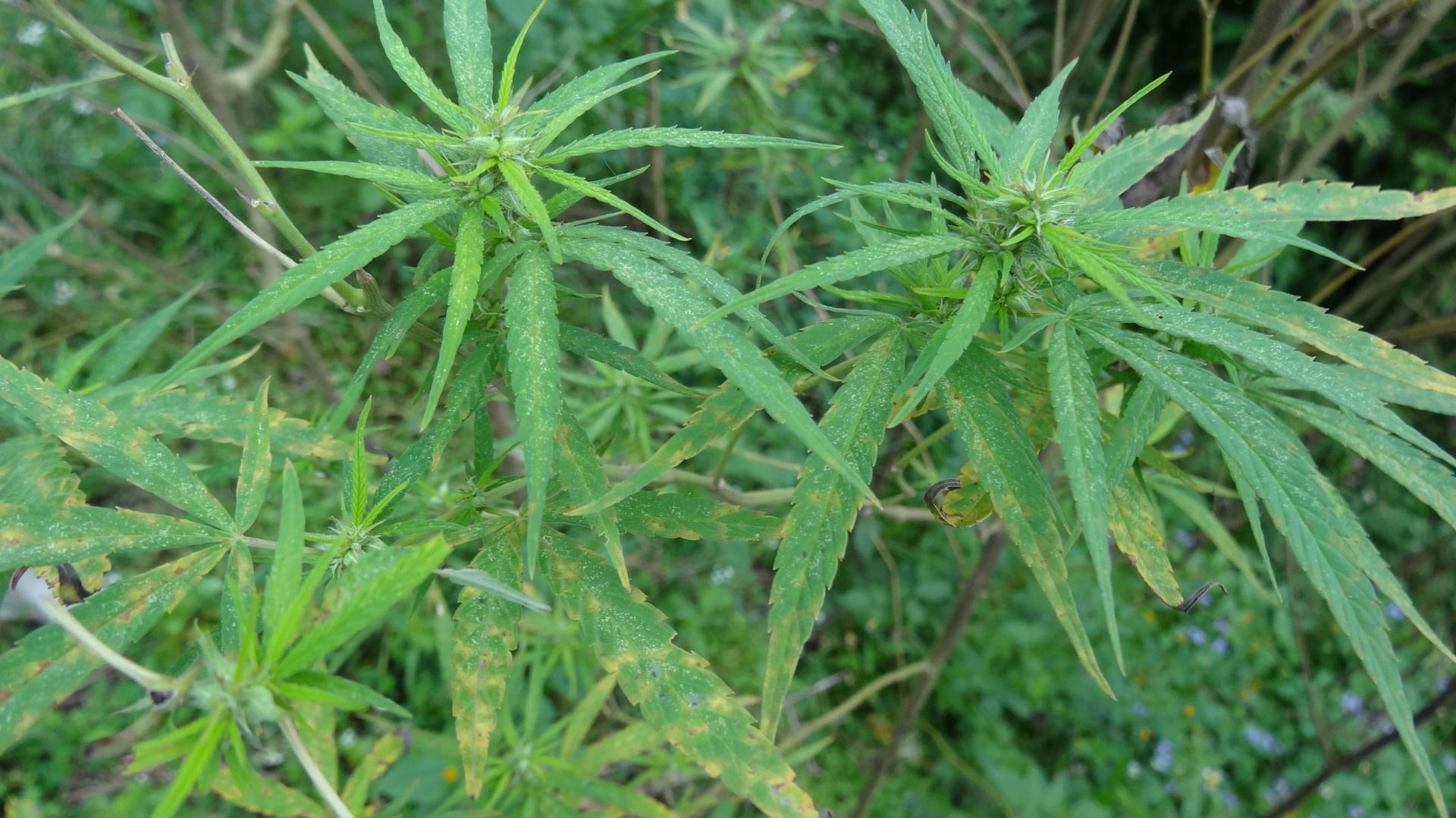 High at Himalaya: Hash me, I'm hiking