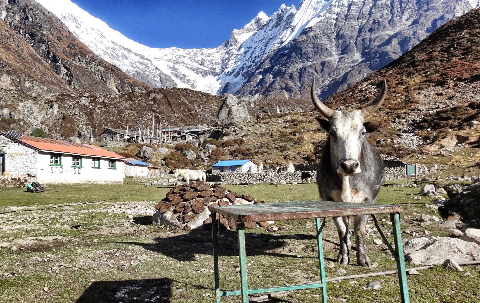 Firewood (rear) and the manufacturer