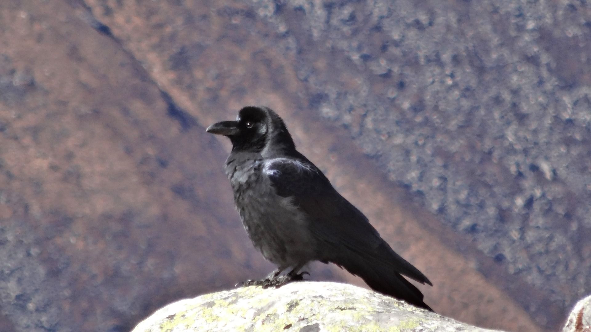 Ravens home is the high.