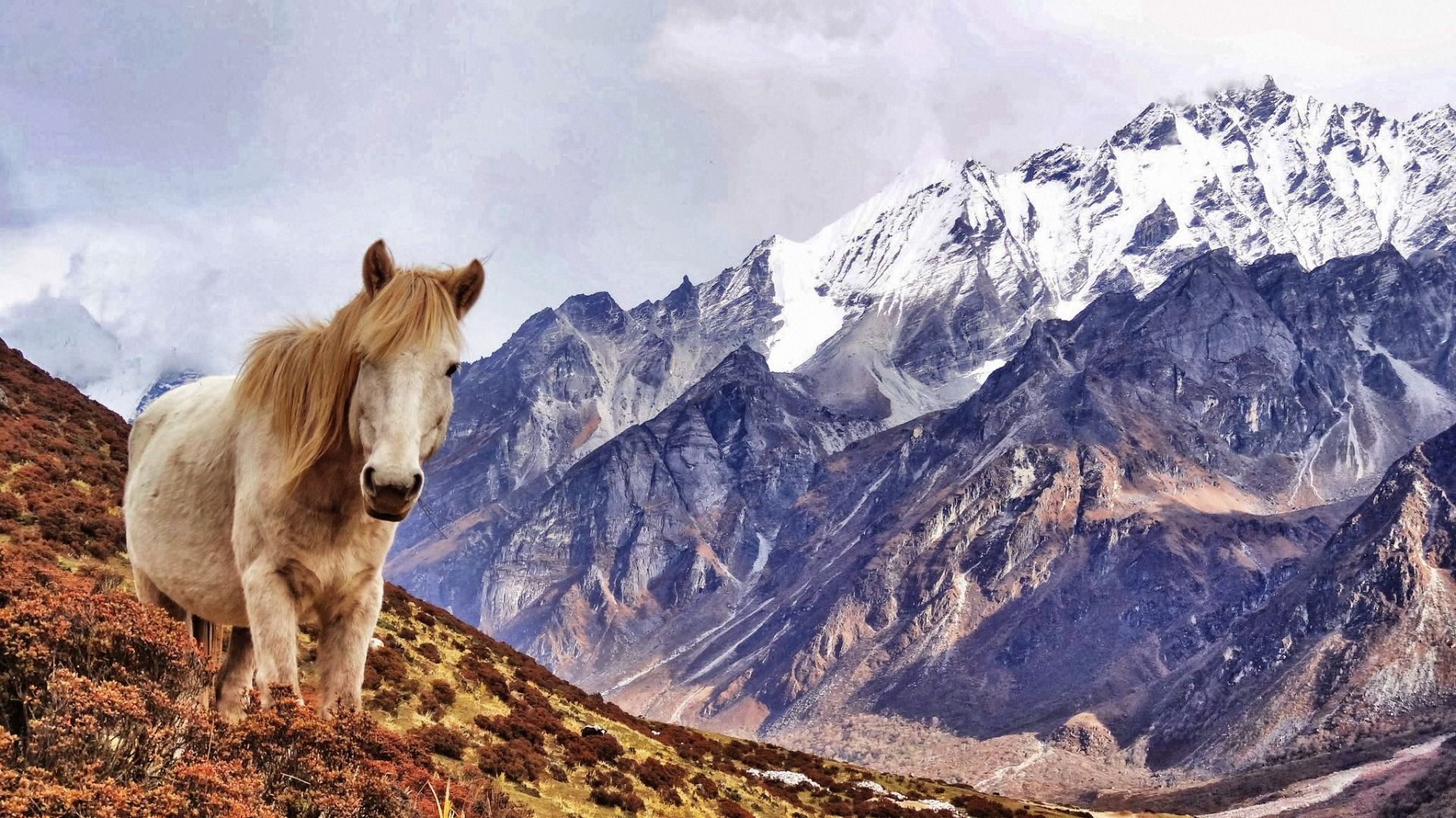 A pale horses, ready to climb like a mountain goat.