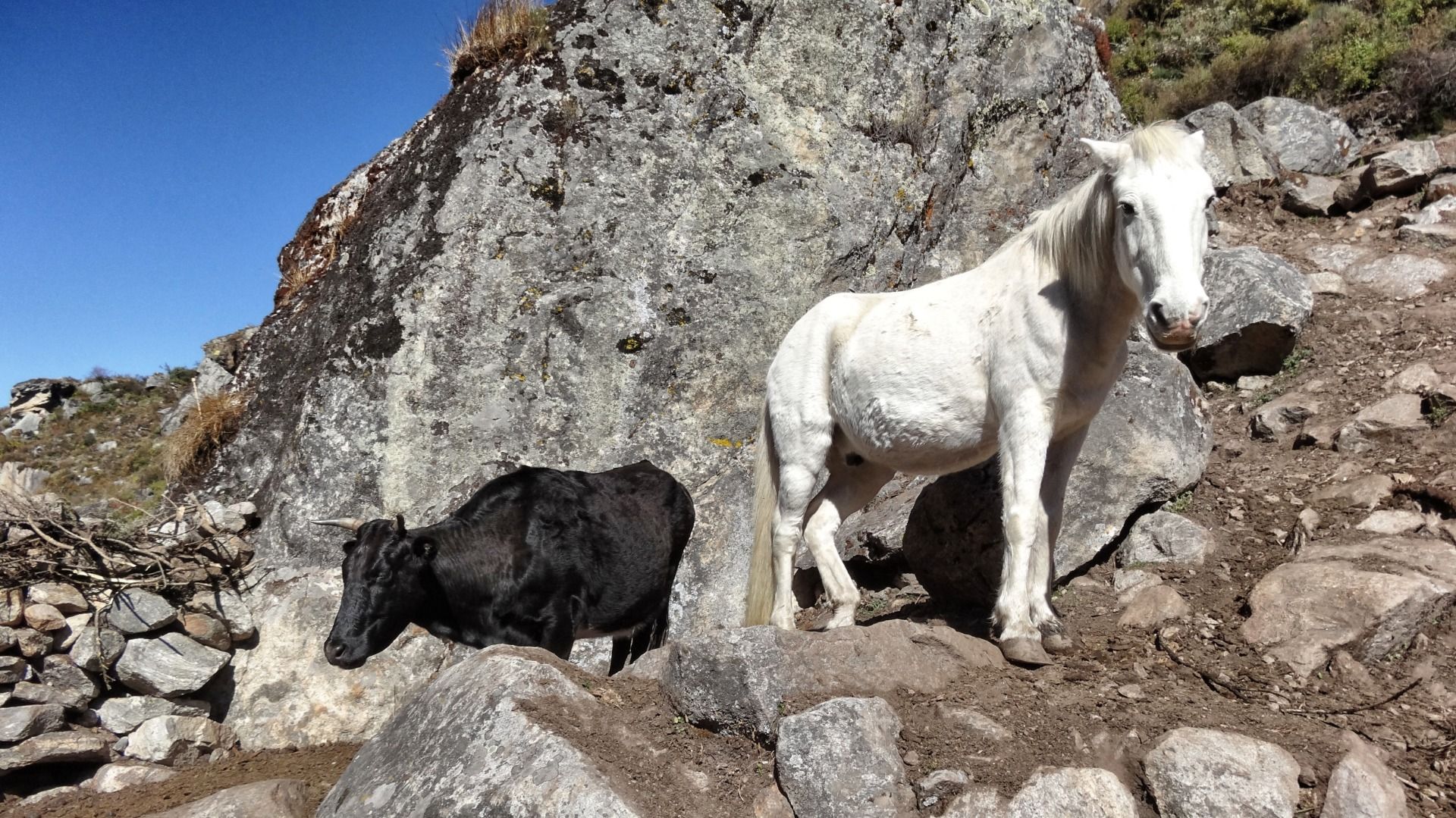 Cow and horse at the highlands.
