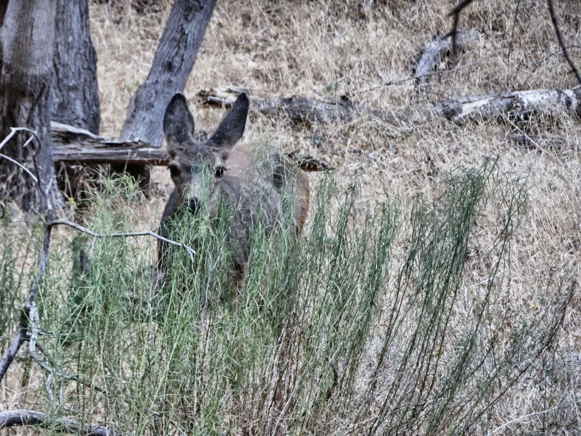Und Tiere scheuen den Menschen hier nicht.
