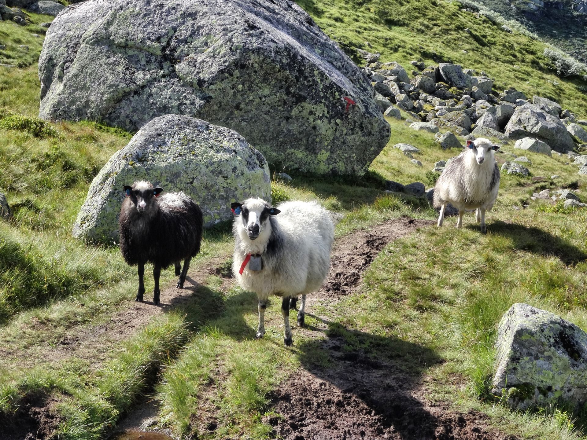 and a few more sheeps