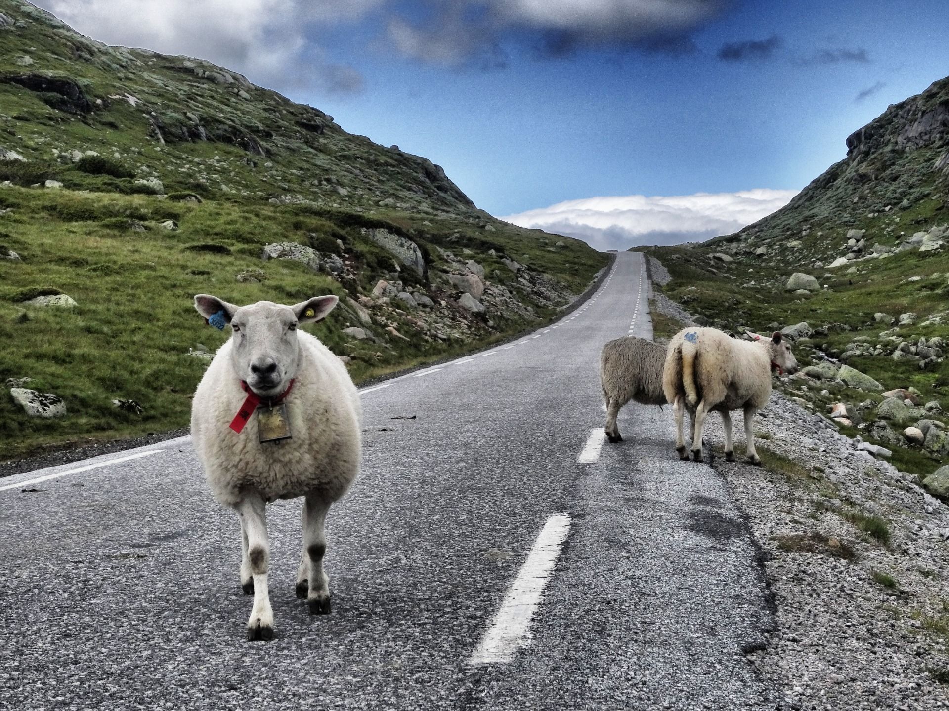 Sheeps are our only companions