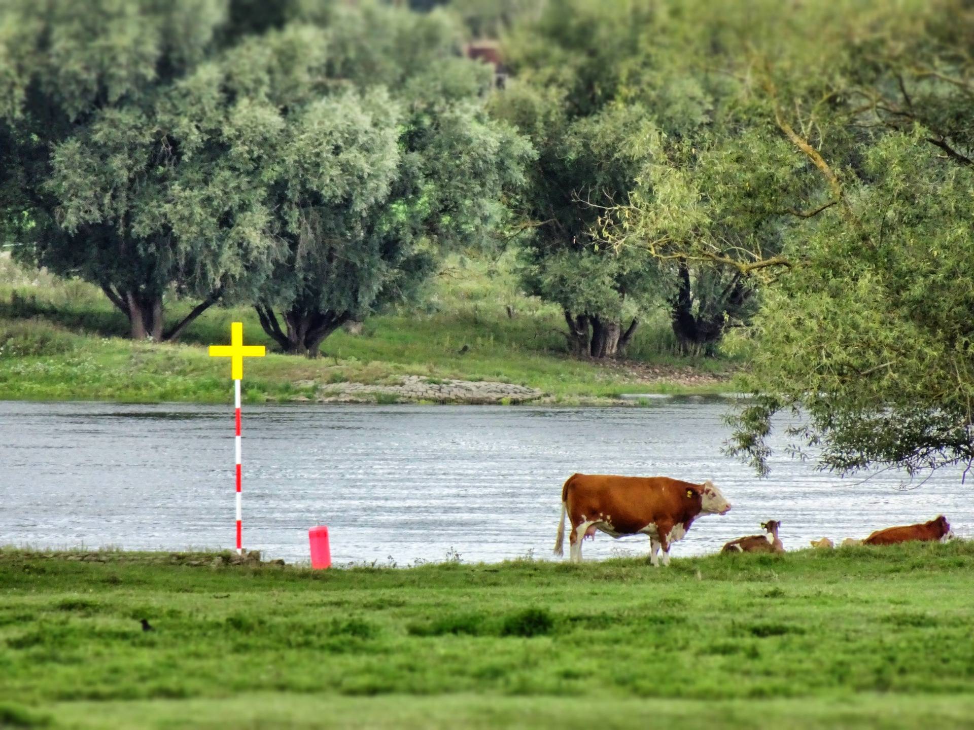 The river Elbe and his rulers: Cows.