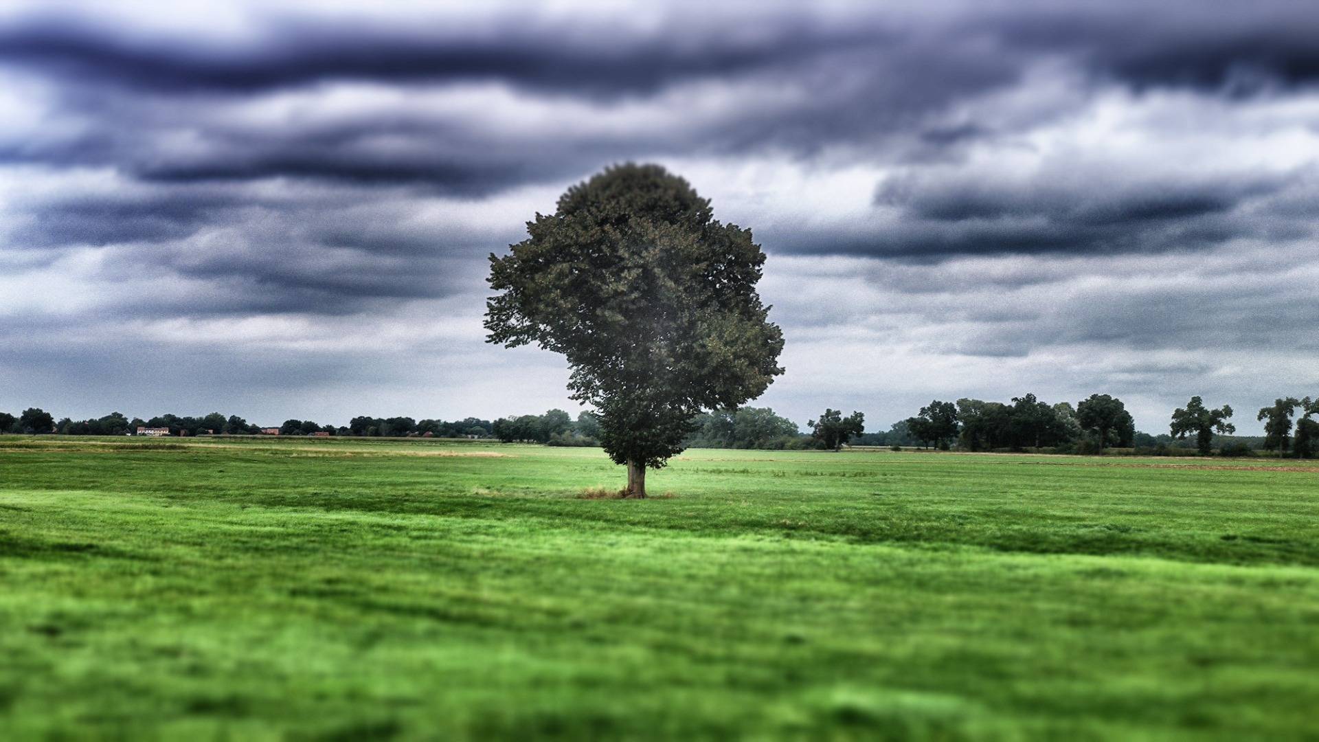 A lonely tree in the shire