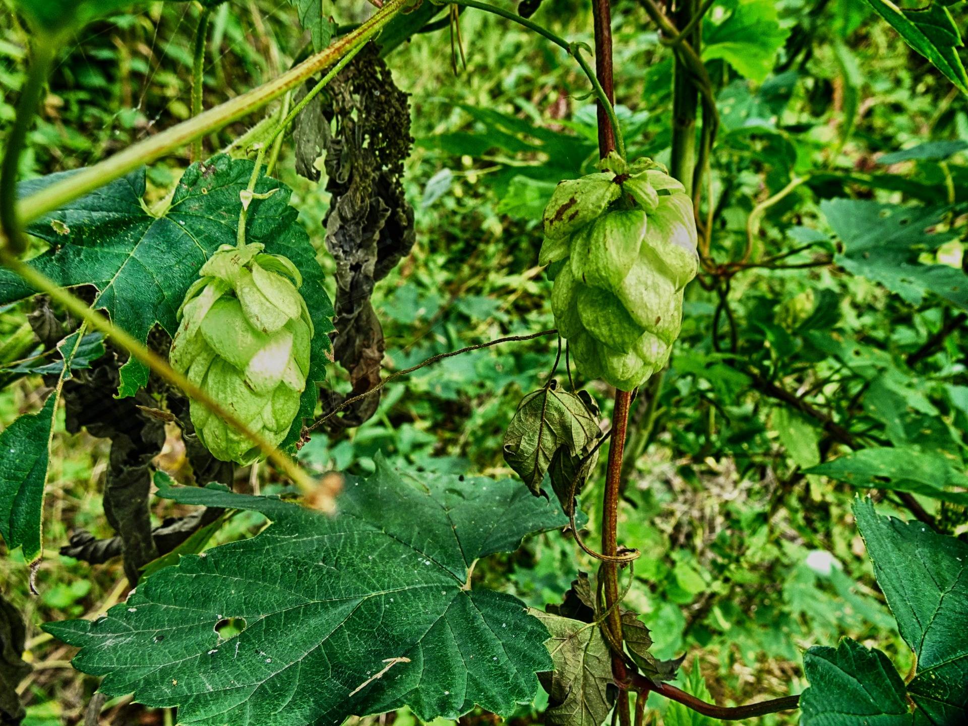 You can see wild hops growing everywhere