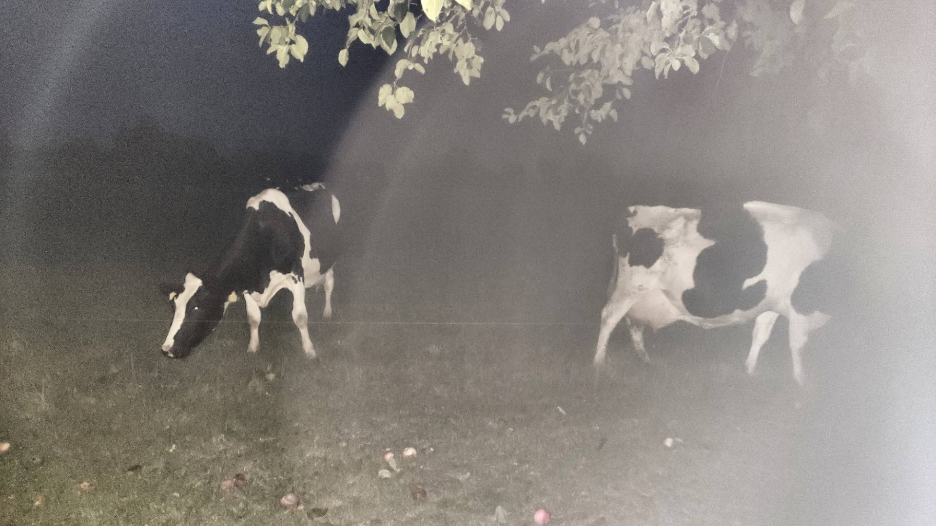 The cows of the night.