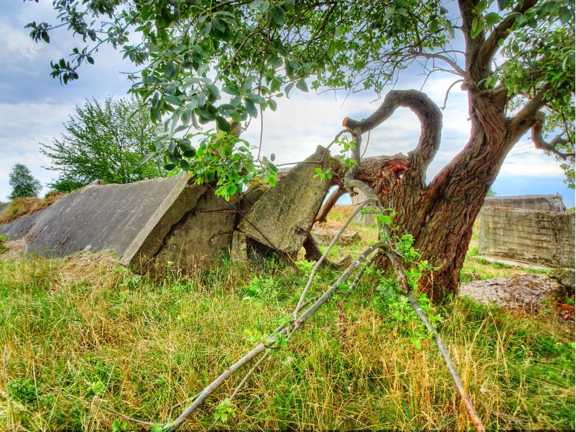 A tree and Hitlers concrete