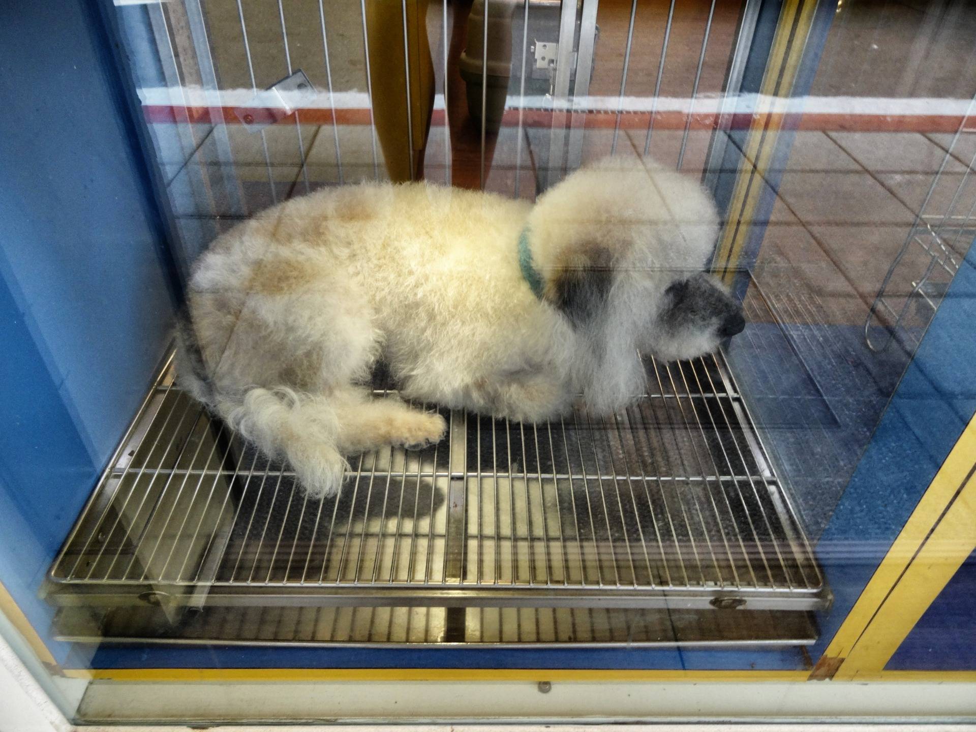They are truly display dogs in shop windows to sell them
